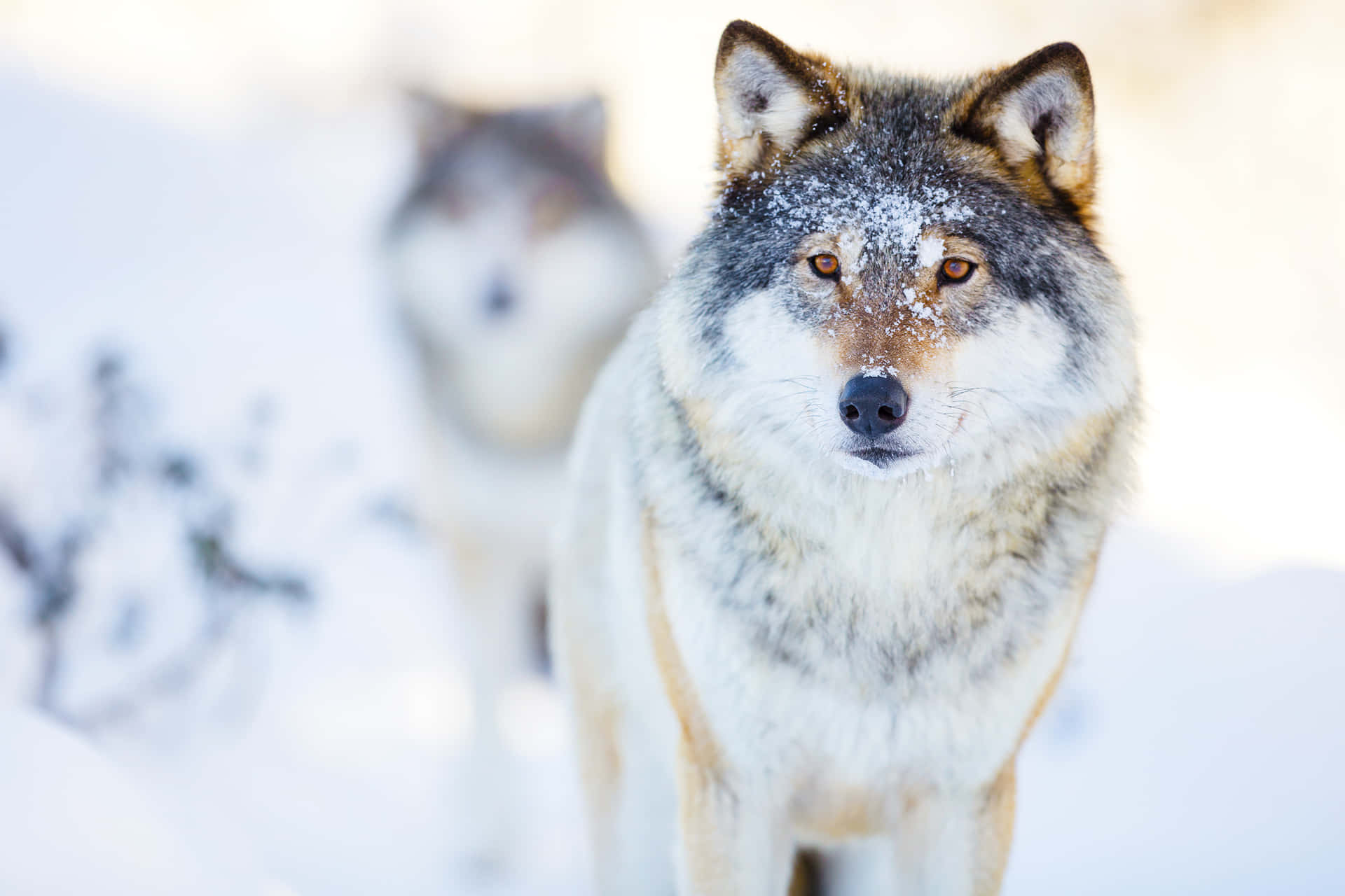 Majestueuze Wolf Die Dwaalt In Een Sneeuwachtig Landschap Achtergrond