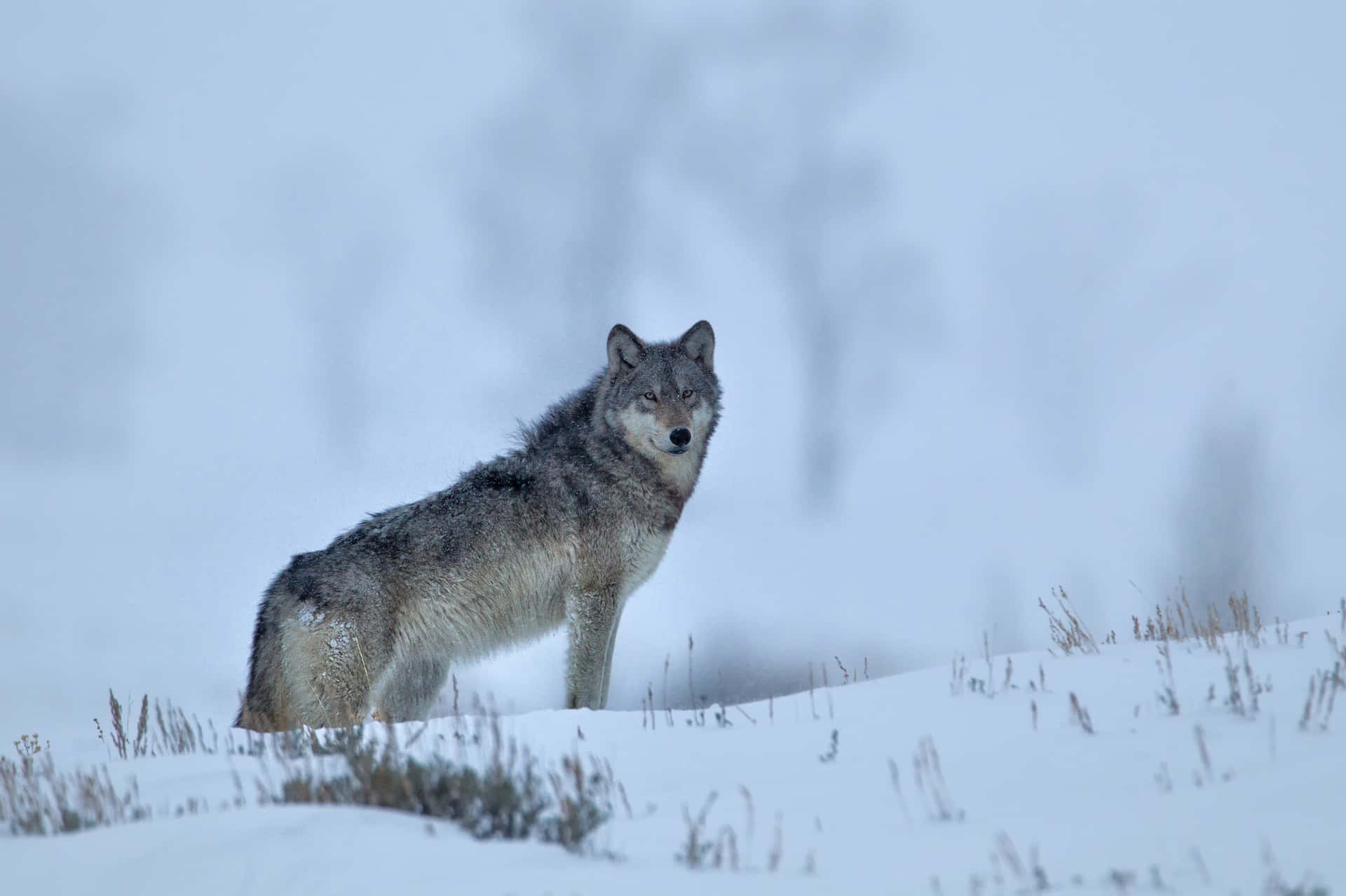 A lone wolf walking through a snow-covered forest Wallpaper