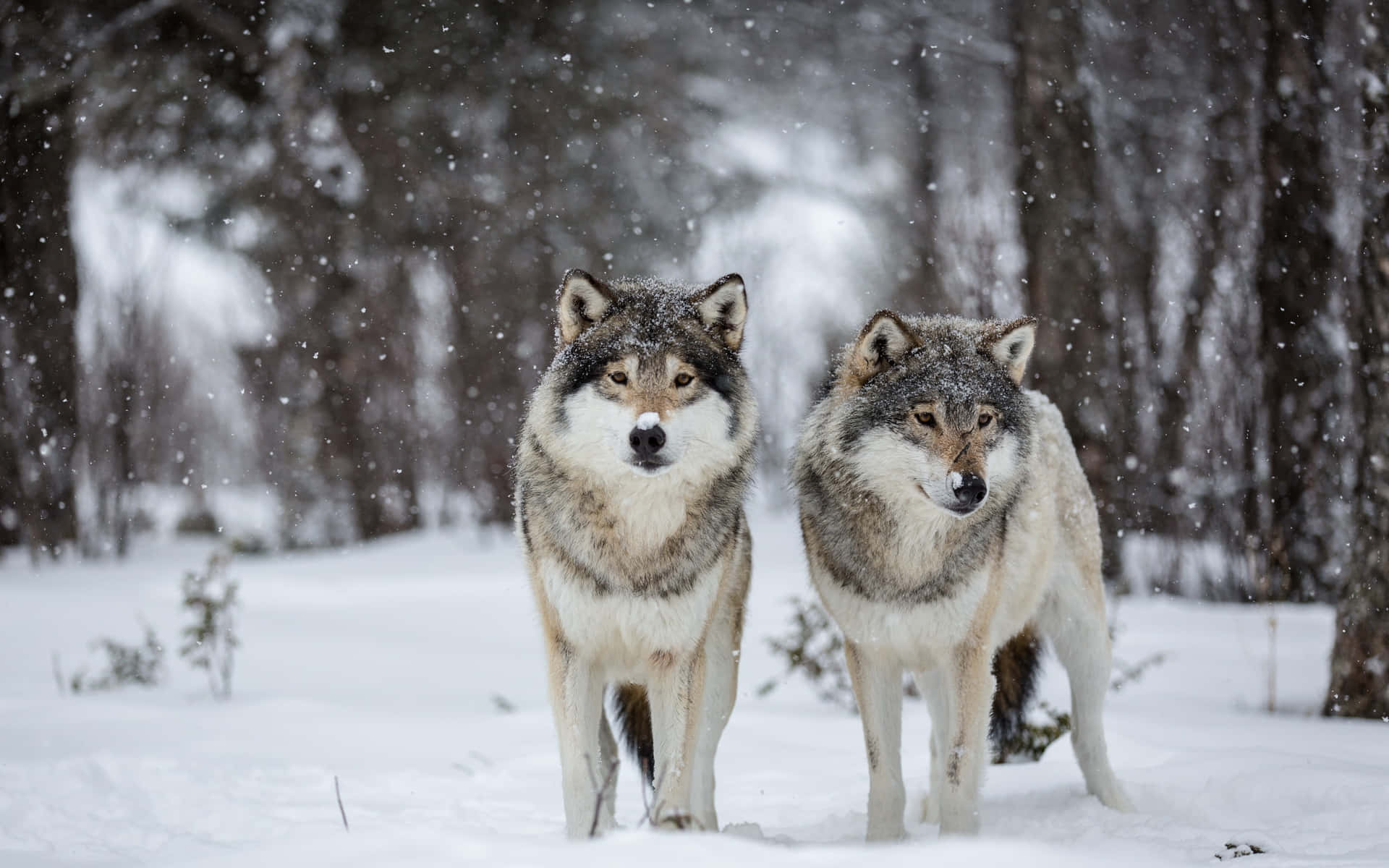 Majestic Wolf Roaming in Snowy Landscape Wallpaper
