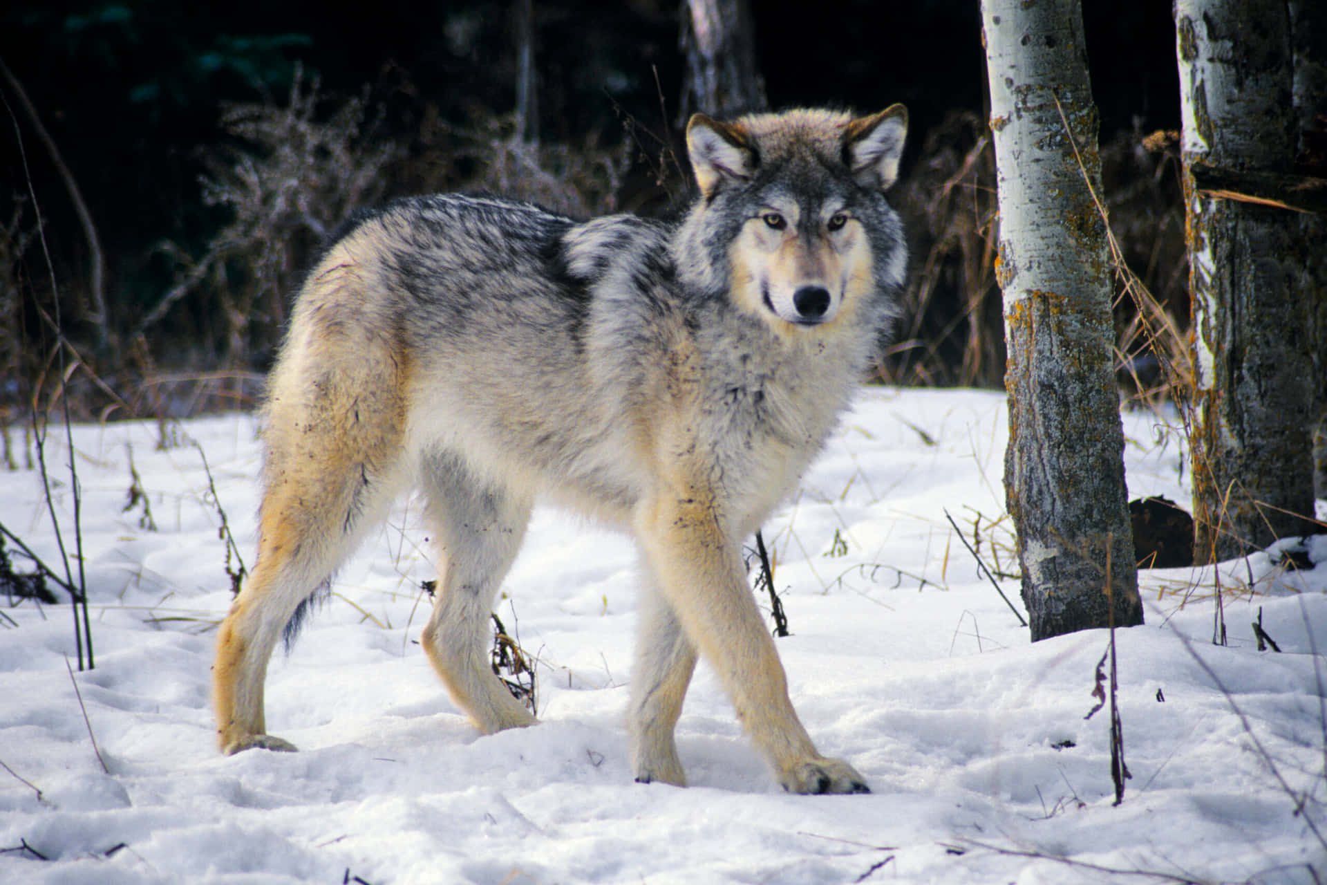 Majestic Wolf in Snowy Wilderness Wallpaper