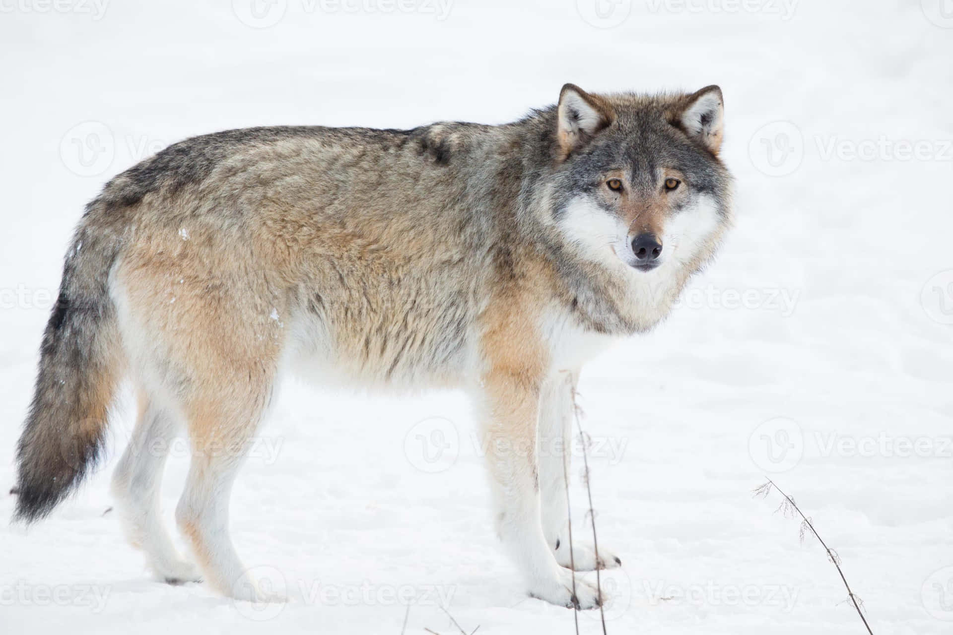 Majestic Wolf Prowling Through Snowy Terrain Wallpaper
