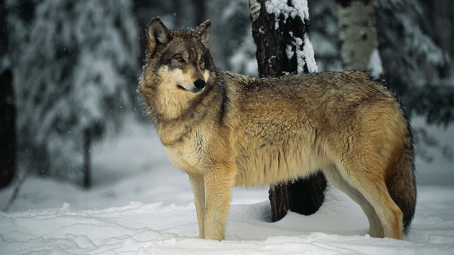 Majestic Wolf Traversing the Snowy Wilderness Wallpaper