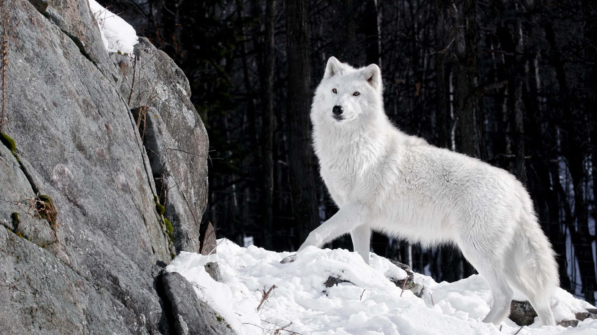 Majestic Wolf Traversing Through Snowy Terrain Wallpaper