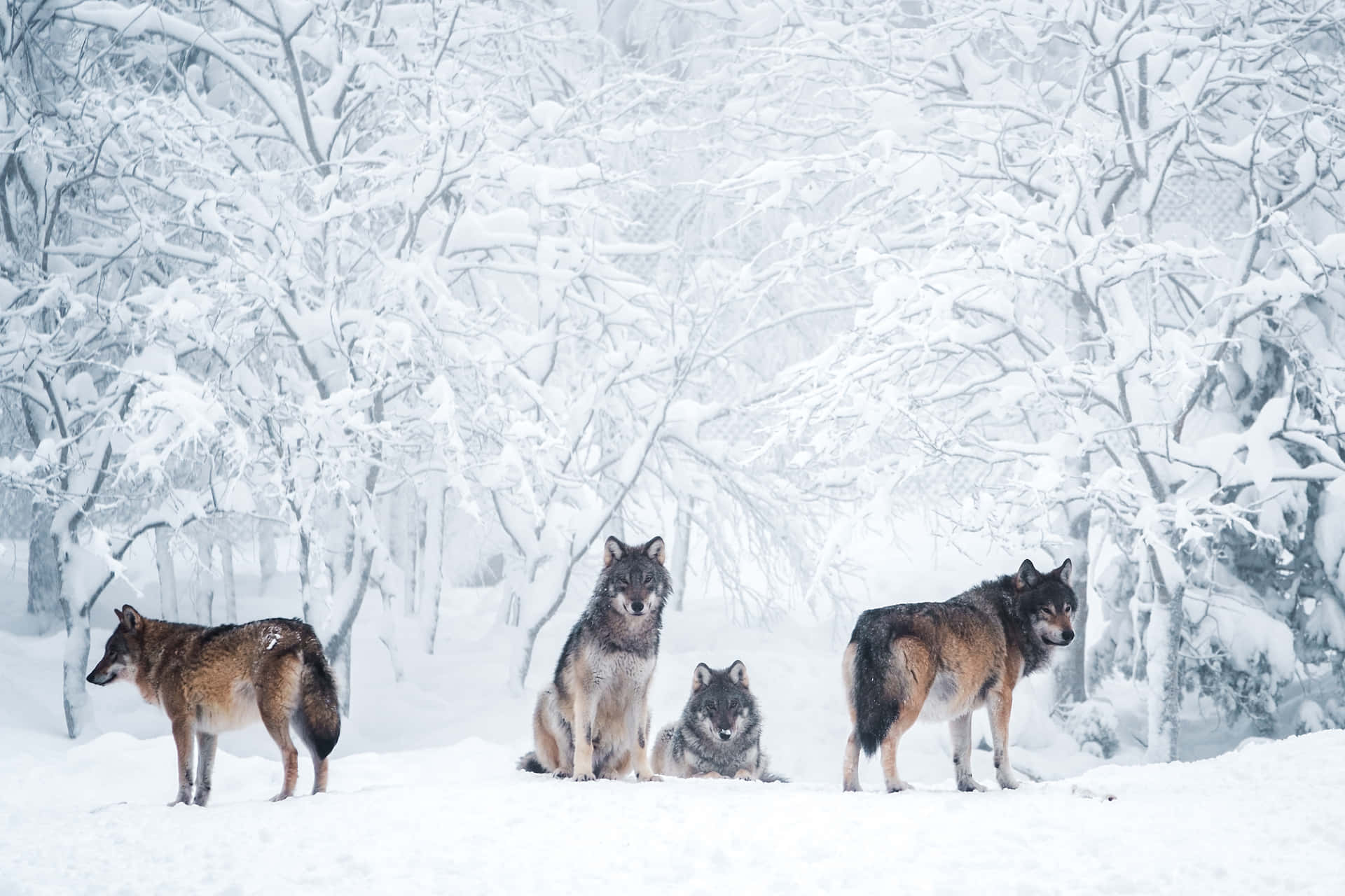 Captivating Snowbound Wolf Wallpaper