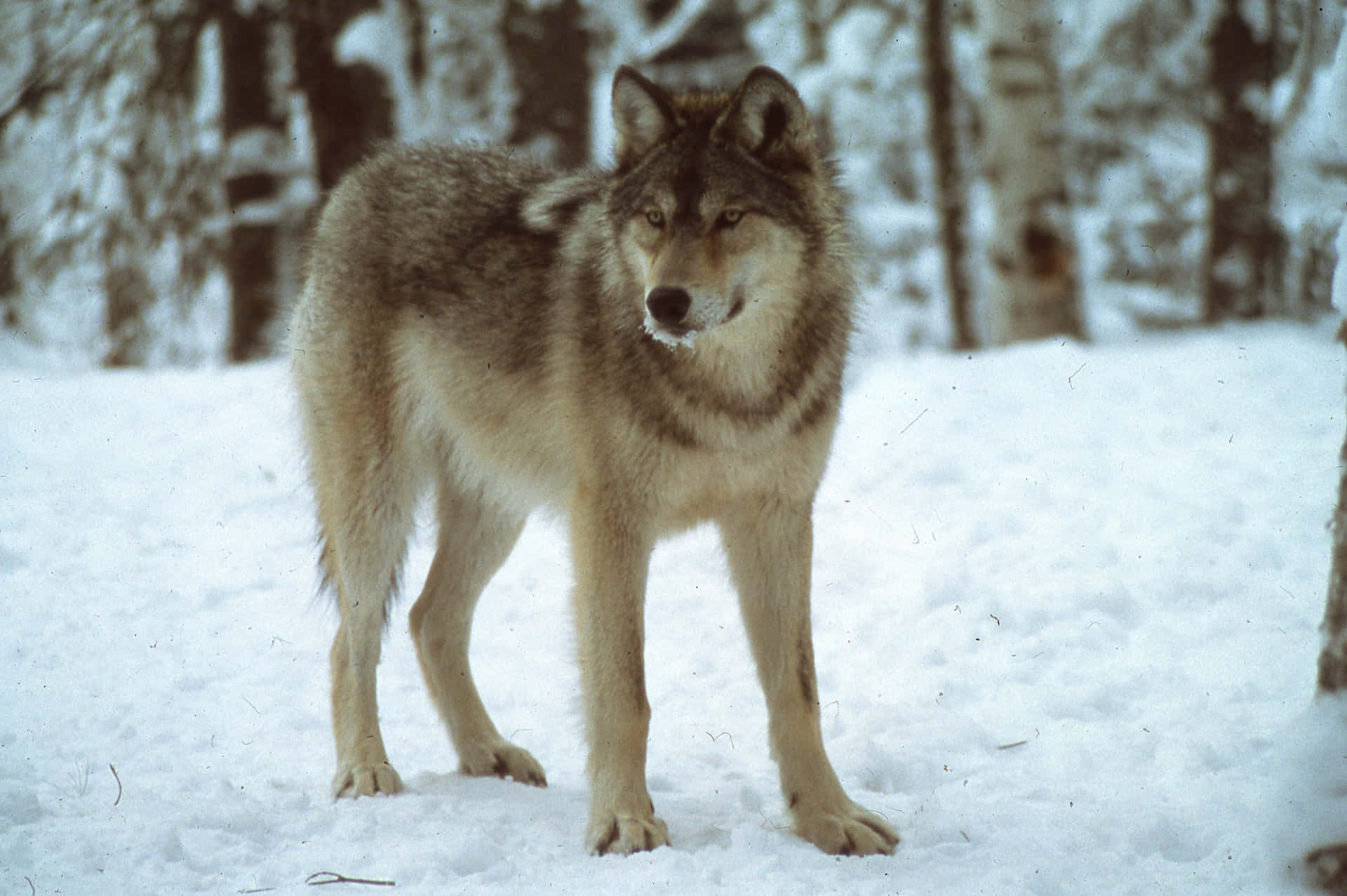 Majestic Wolf Standing in Snow Wallpaper