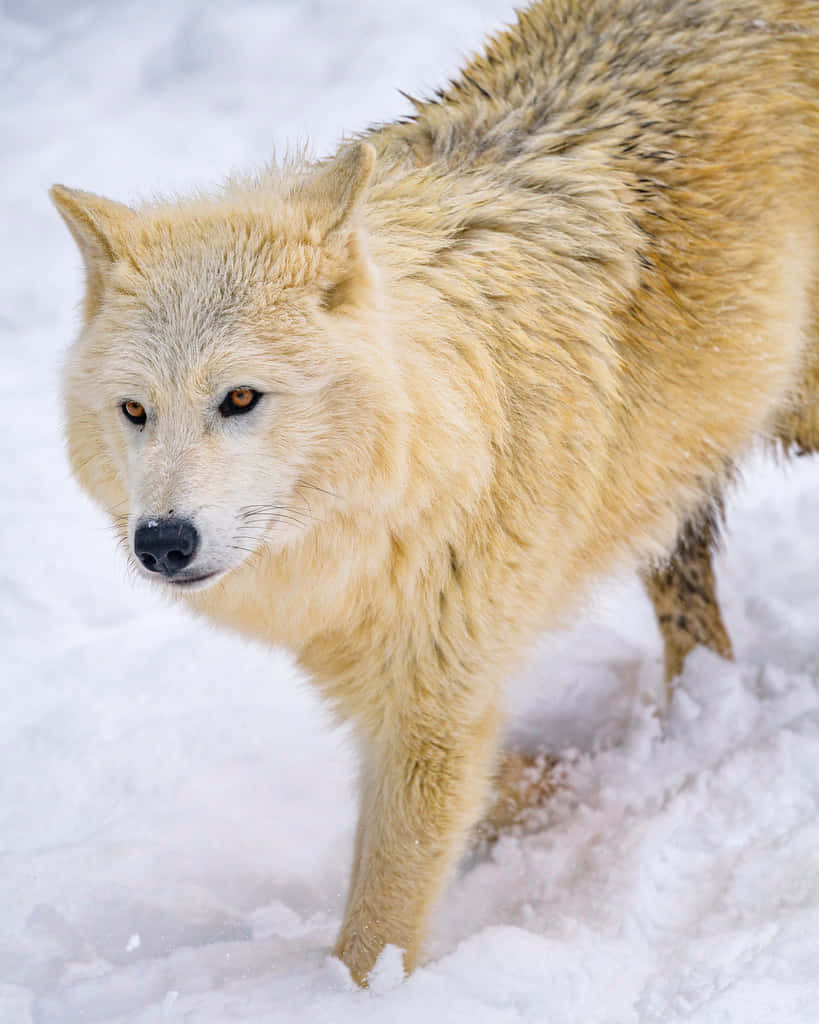 Majestic wolf in a snowy landscape Wallpaper