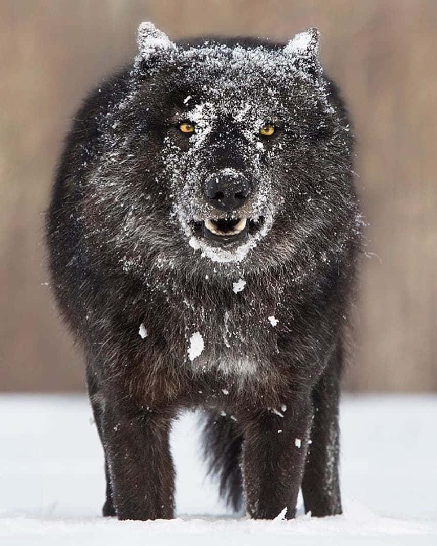 Majestic Wolf in Snowy Wilderness Wallpaper