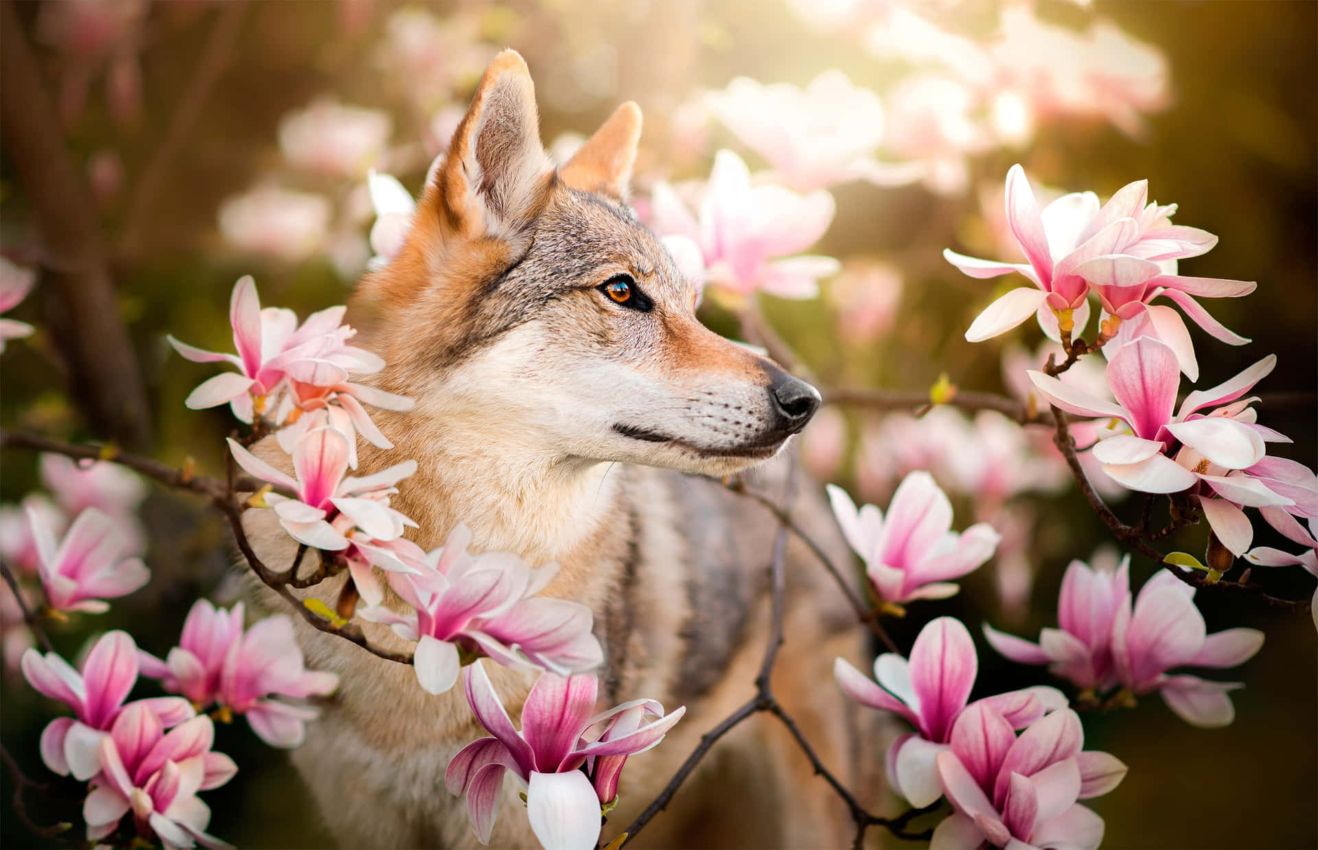 Majestic Wolf in a Spring Forest Wallpaper
