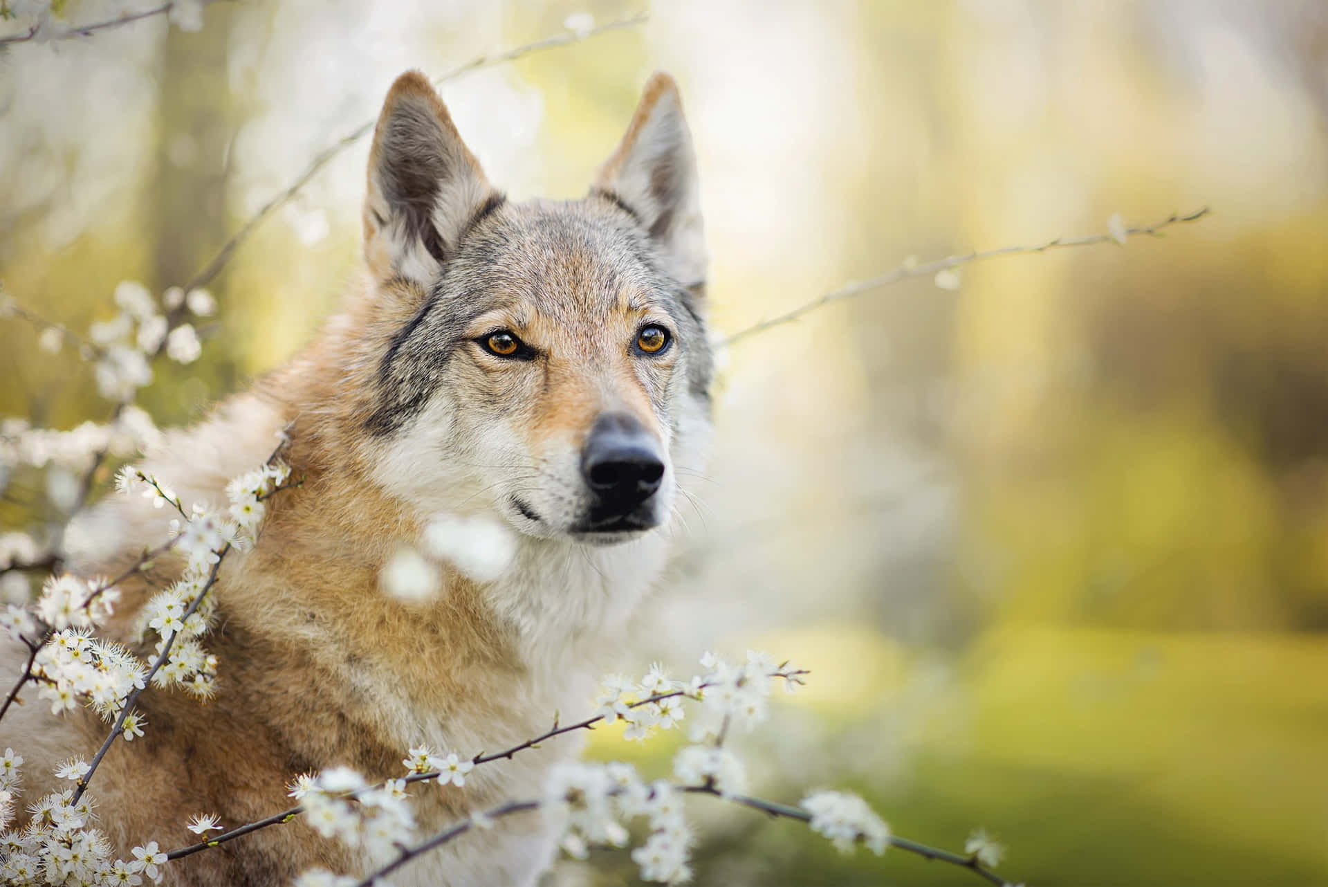 Majestic Wolf Exploring Lush Spring Forest Wallpaper