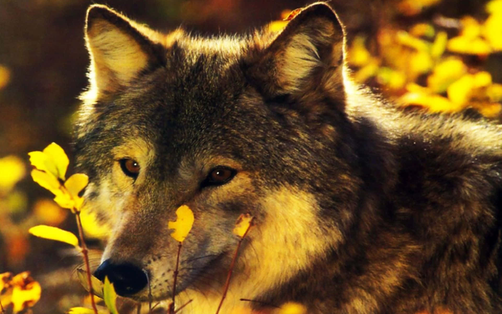 Про 1 зверей. Волк. Красивый волк. Волк осень. Волк осенью.