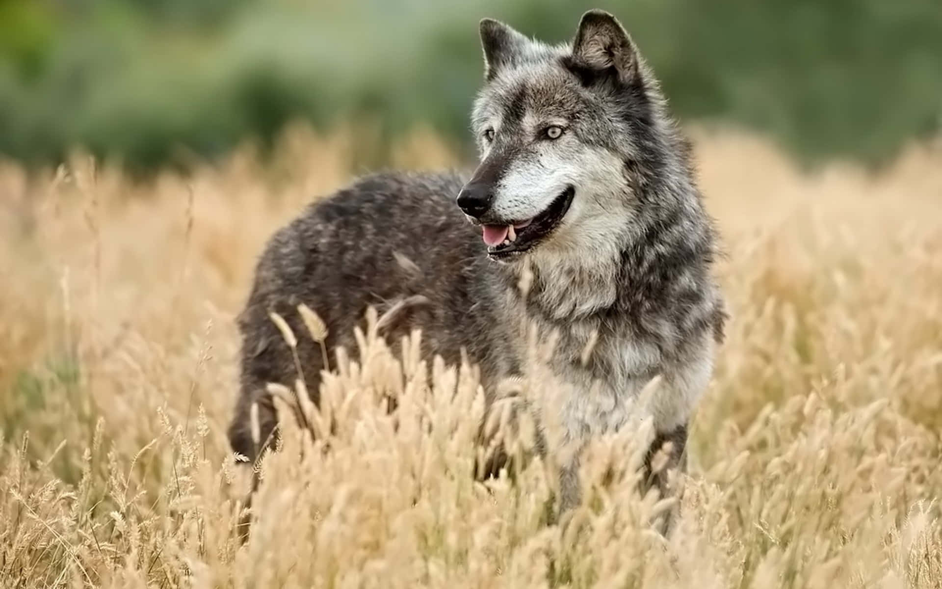 Majestic wolf enjoying a sunny summer day Wallpaper