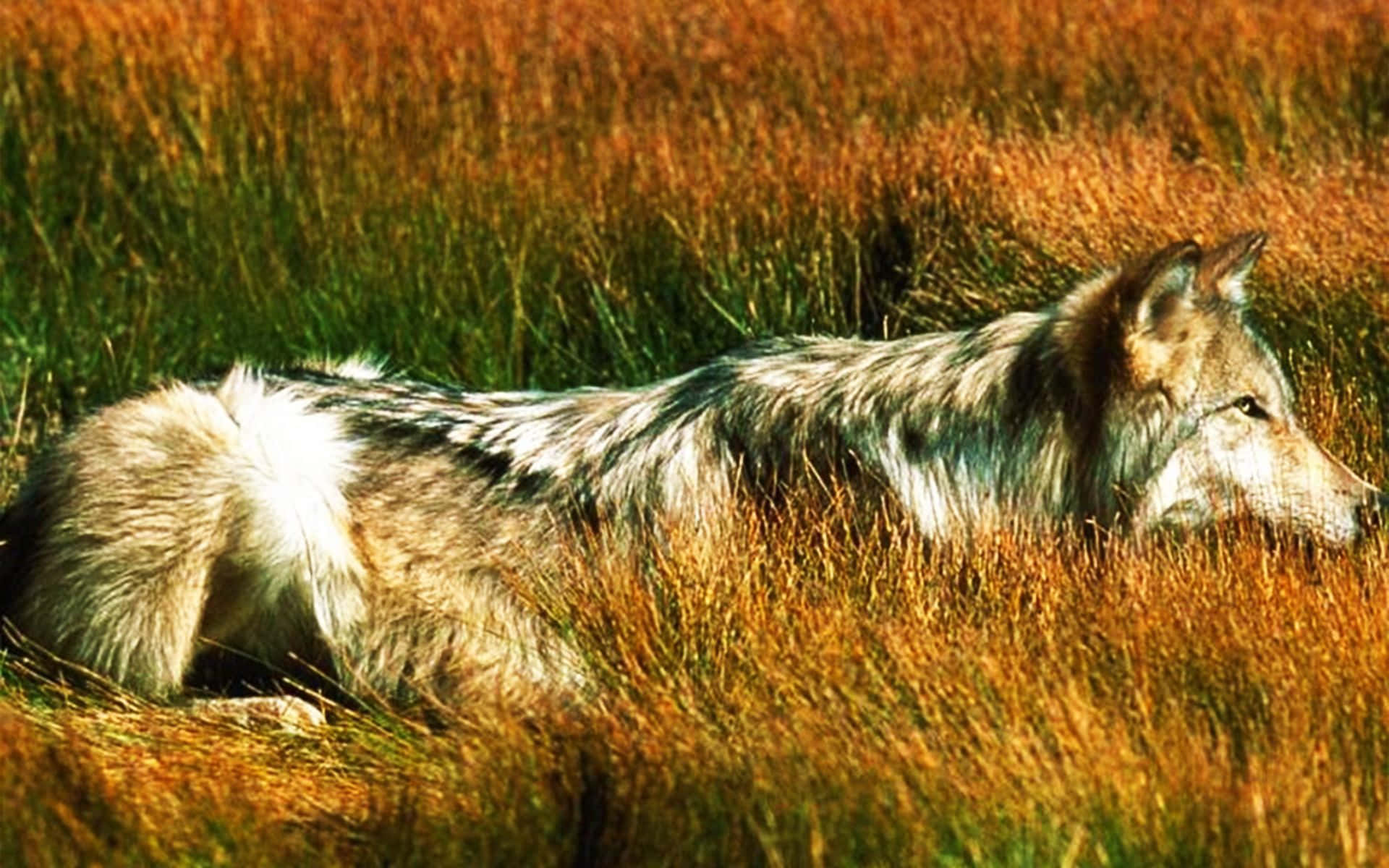 Majestic Wolf Prowling in Lush Summer Forest Wallpaper