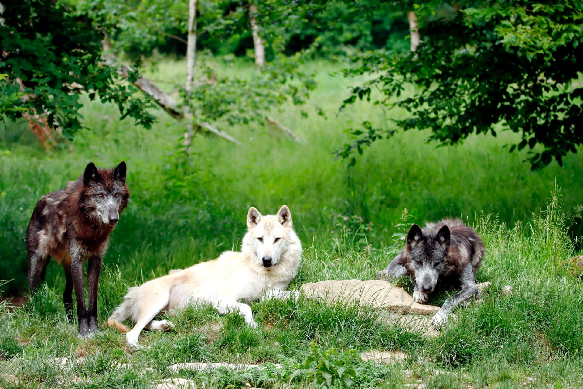 Majestic wolf enjoying a summer day Wallpaper
