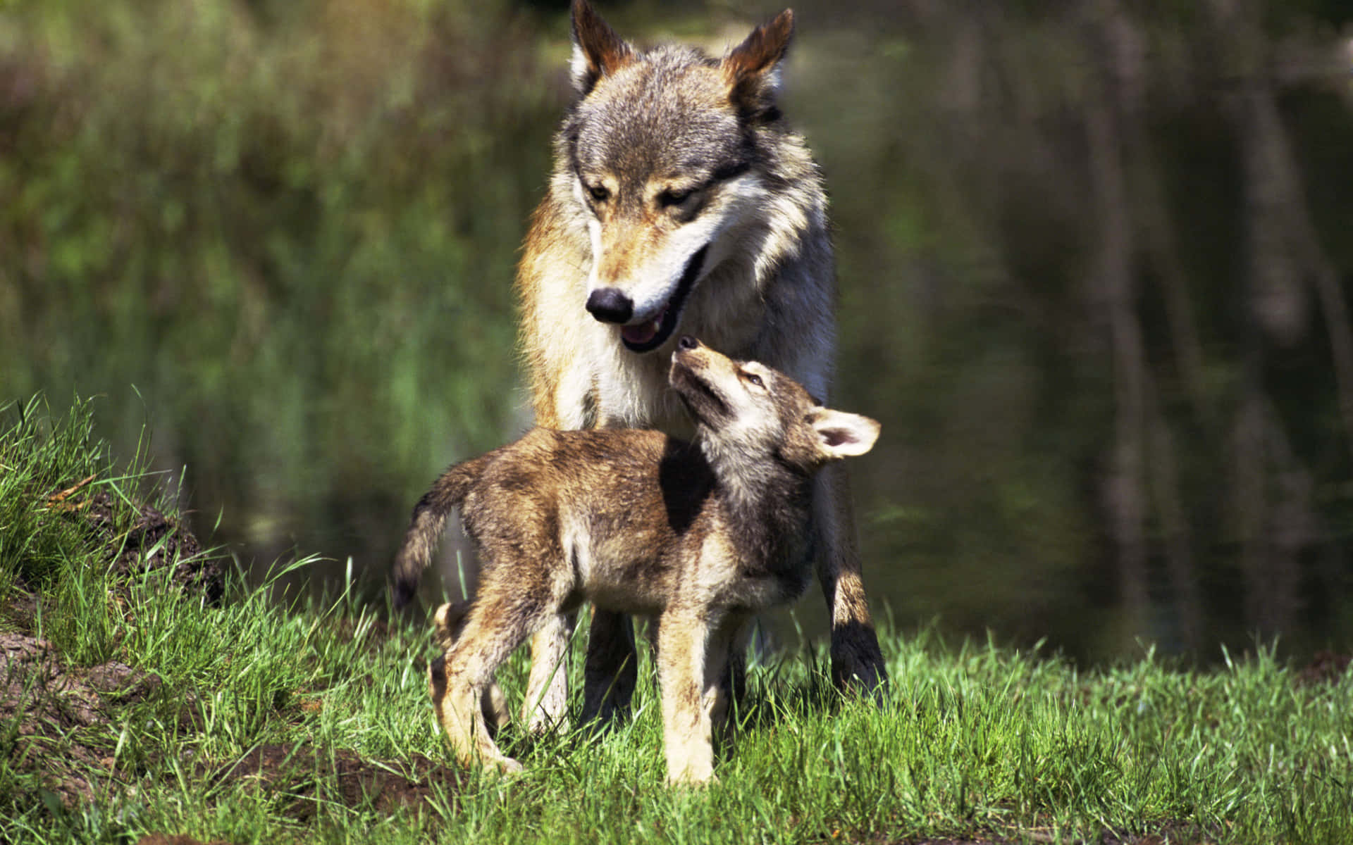 Majestic Wolf Roaming in Lush Summer Forest Wallpaper