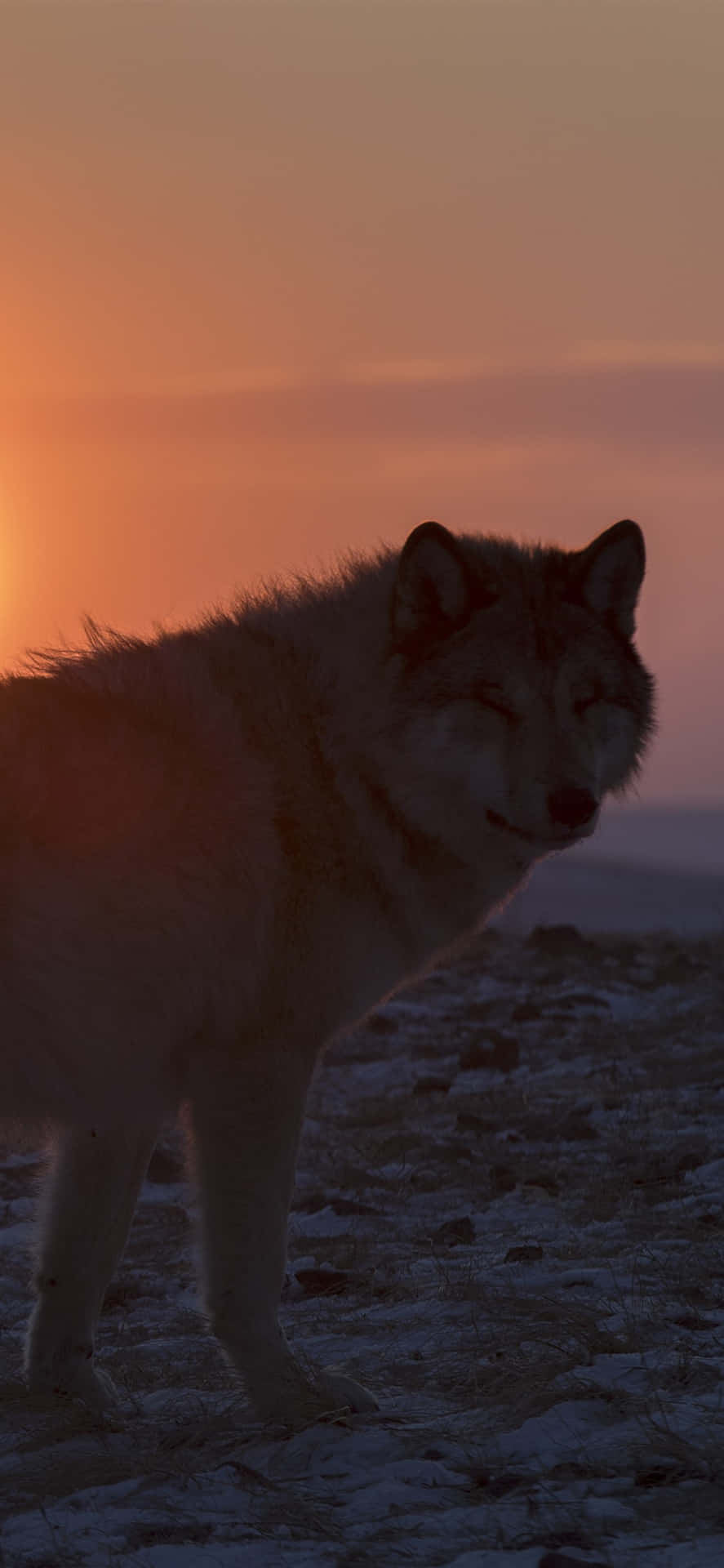 Majestic Wolf in Glorious Sunset Wallpaper