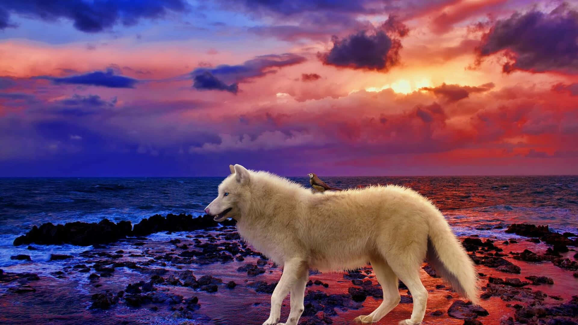 Majestic Wolf Basks in the Sunset Glow Wallpaper