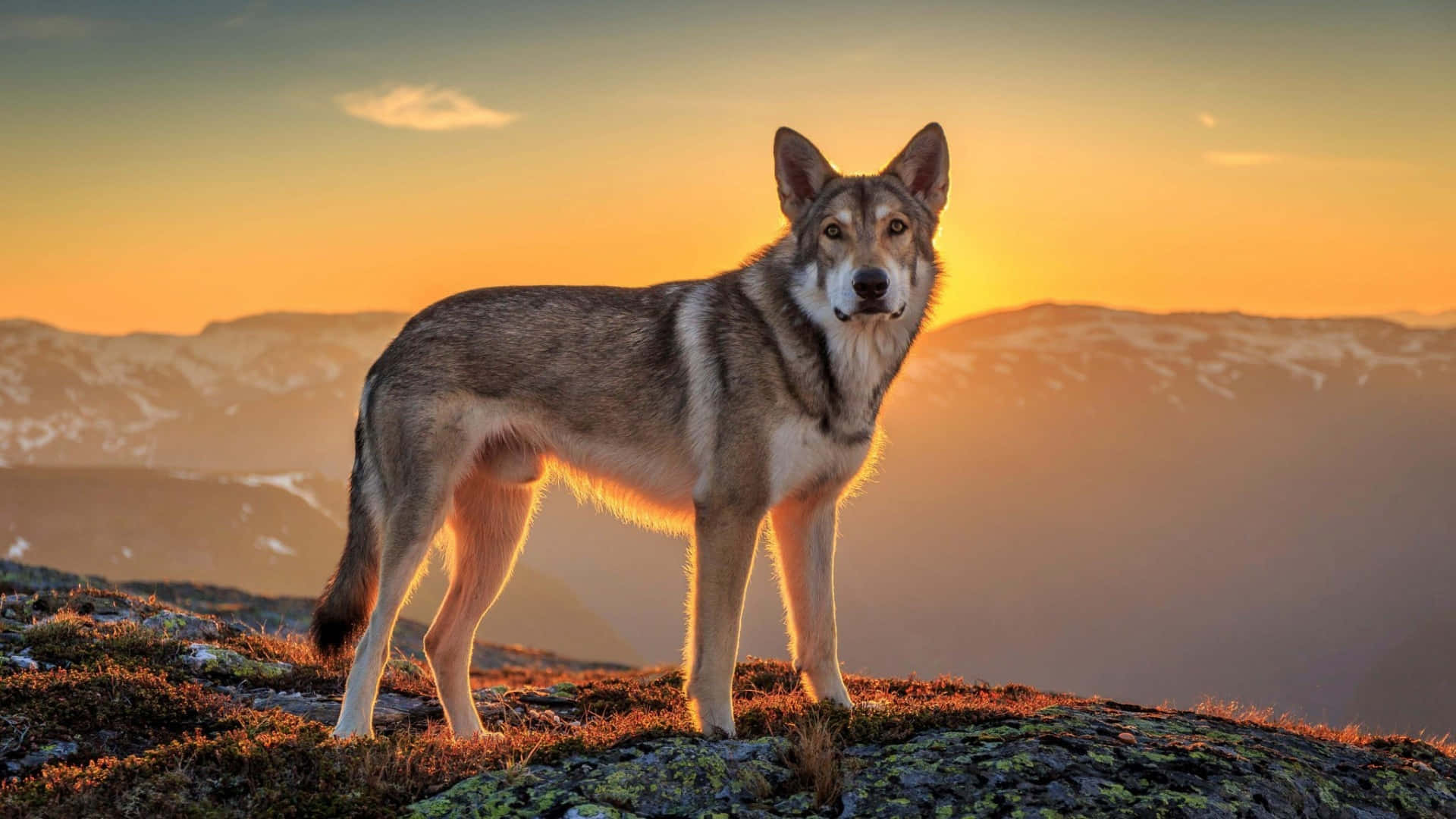 Majestic Wolf in Glowing Sunset Wallpaper