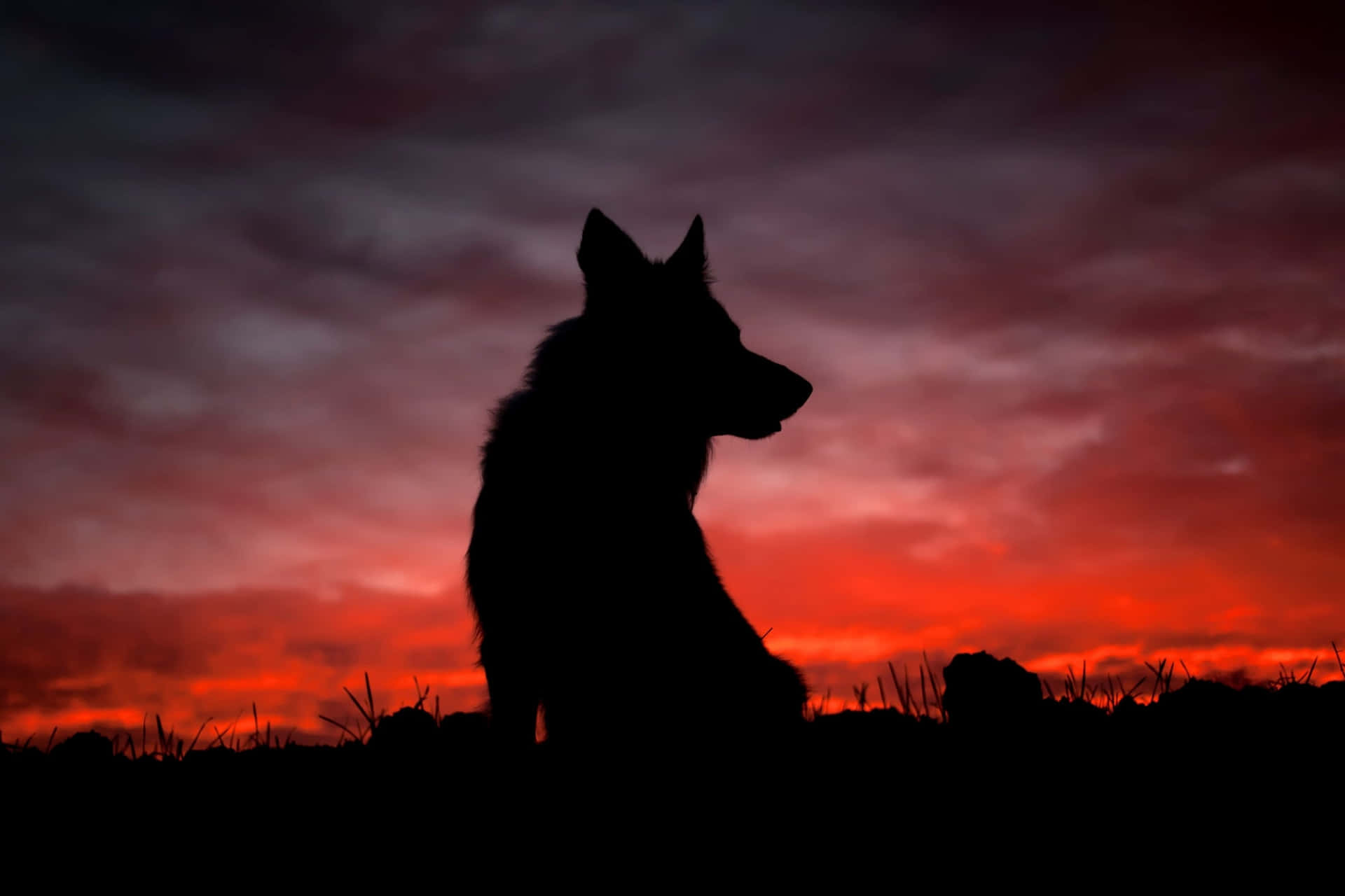 Majestic Wolf in Stunning Sunset Wallpaper
