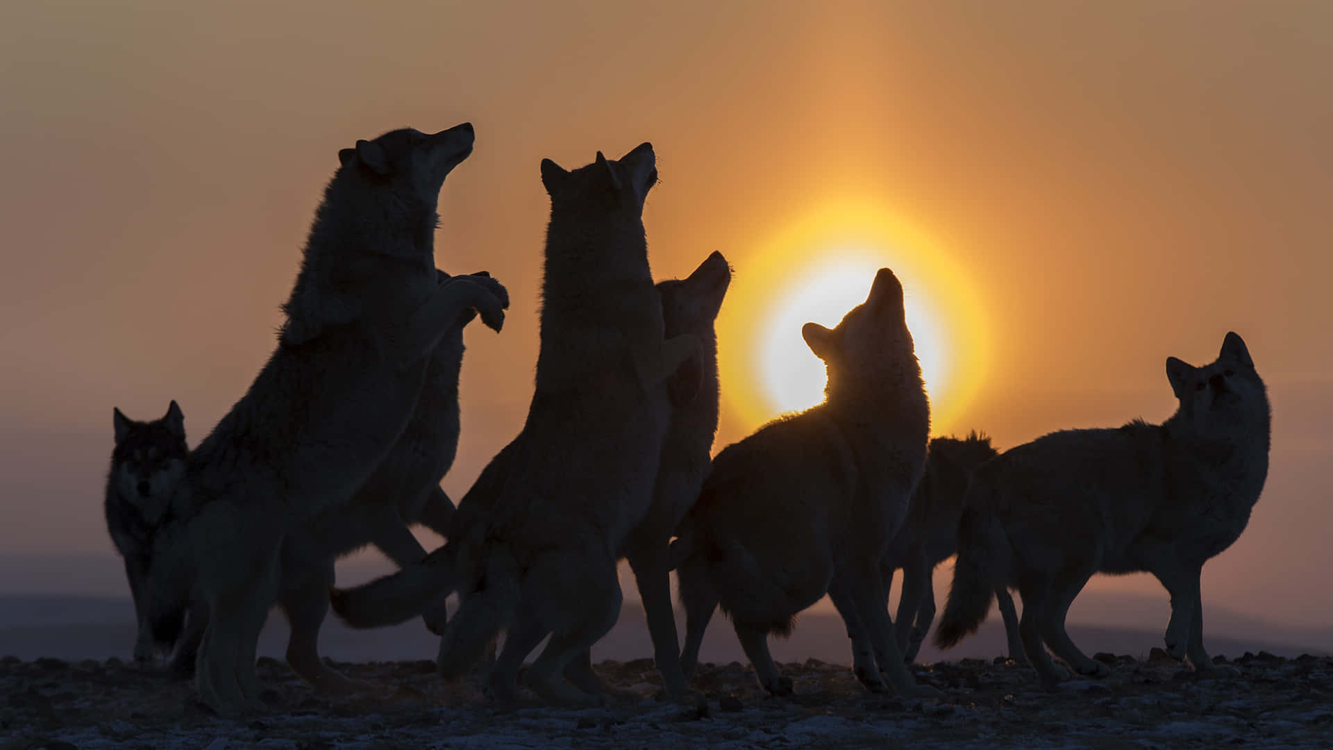 Majestic Wolf in Golden Sunset Wallpaper