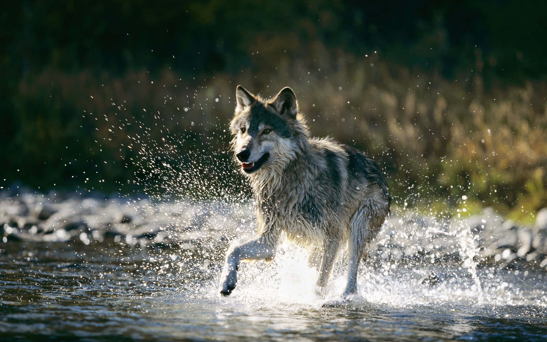 Mystical Wolf Emerging from the Water Wallpaper