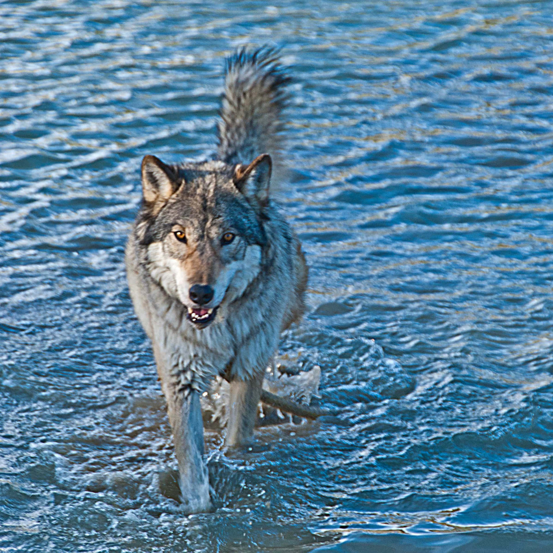 Majestic Wolf in Tranquil Water Wallpaper