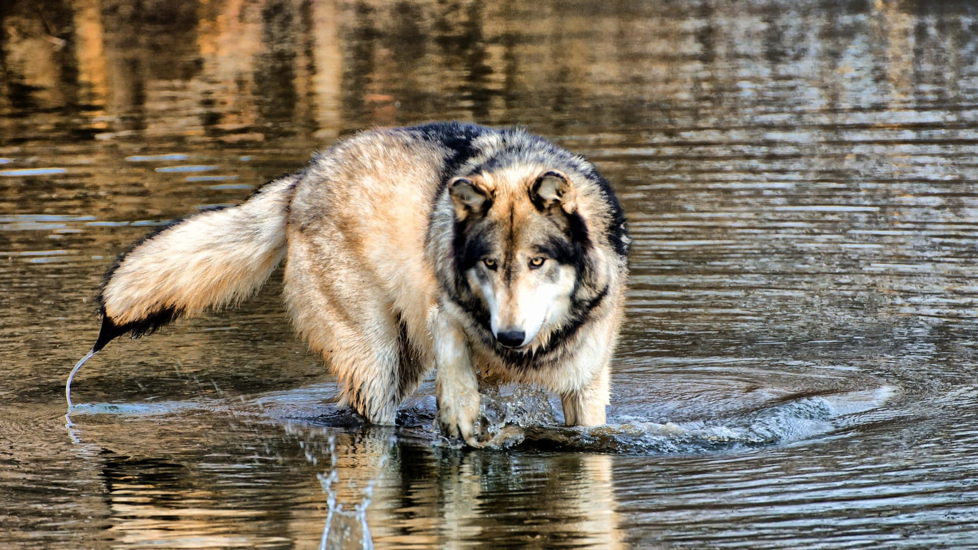 Majestic Wolf Wading in Crystal Clear Water Wallpaper