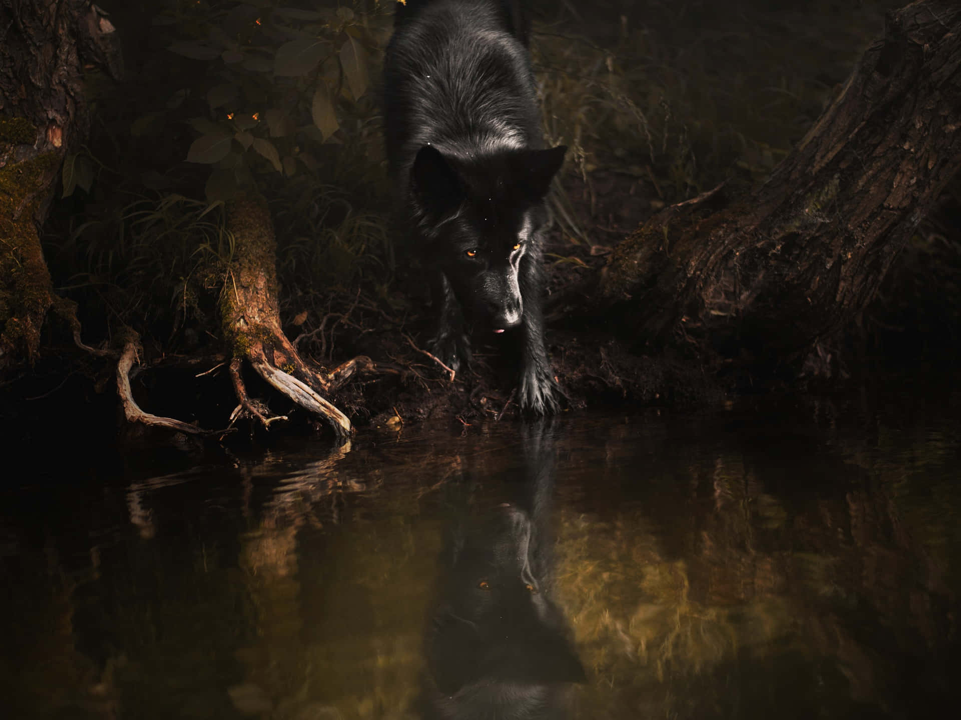 Majestic wolf swimming gracefully in tranquil waters Wallpaper