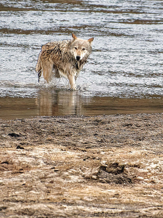 Majestic Wolf in Water Wallpaper