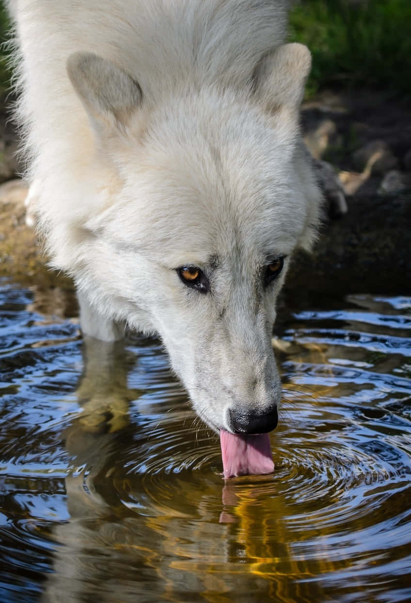 Wolf Swimming Gracefully in Serene Waters Wallpaper