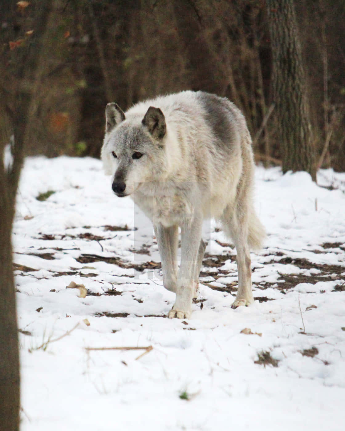 Тайцы волк. Серебристый волк. Волк серебро. Серебряный волк ХСР. Волк с серебряной шерстью.