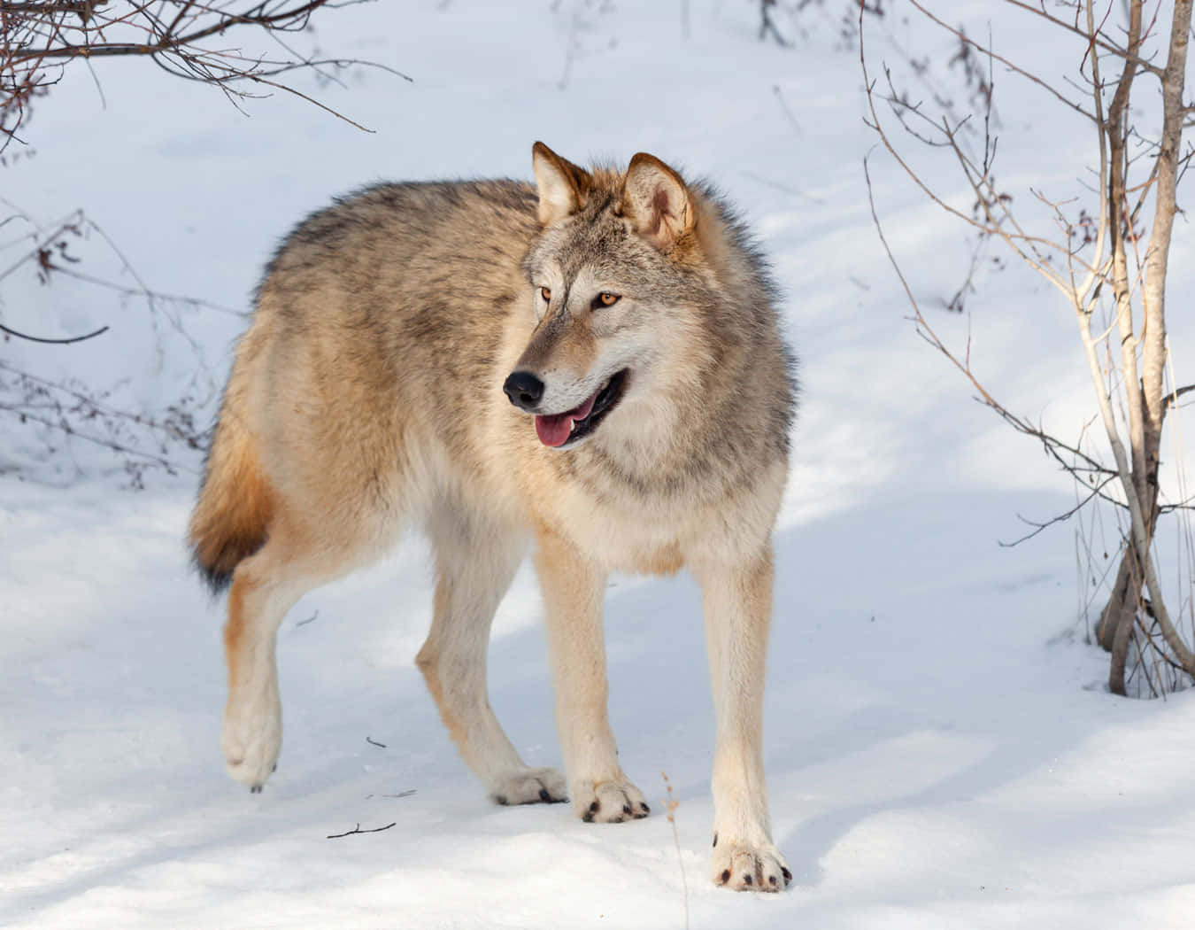 Caption: Majestic Wolf in a Snowy Winter Landscape Wallpaper