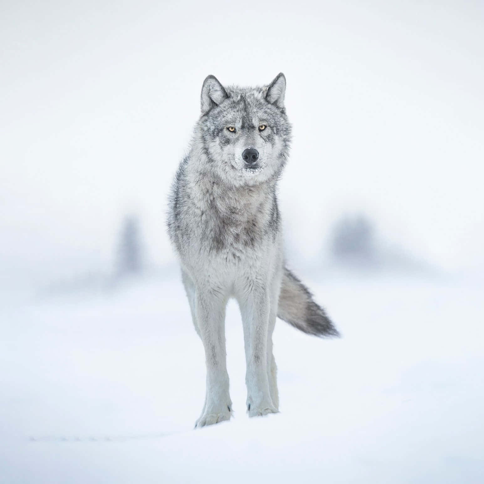 Caption: Majestic Winter Wolf Wallpaper