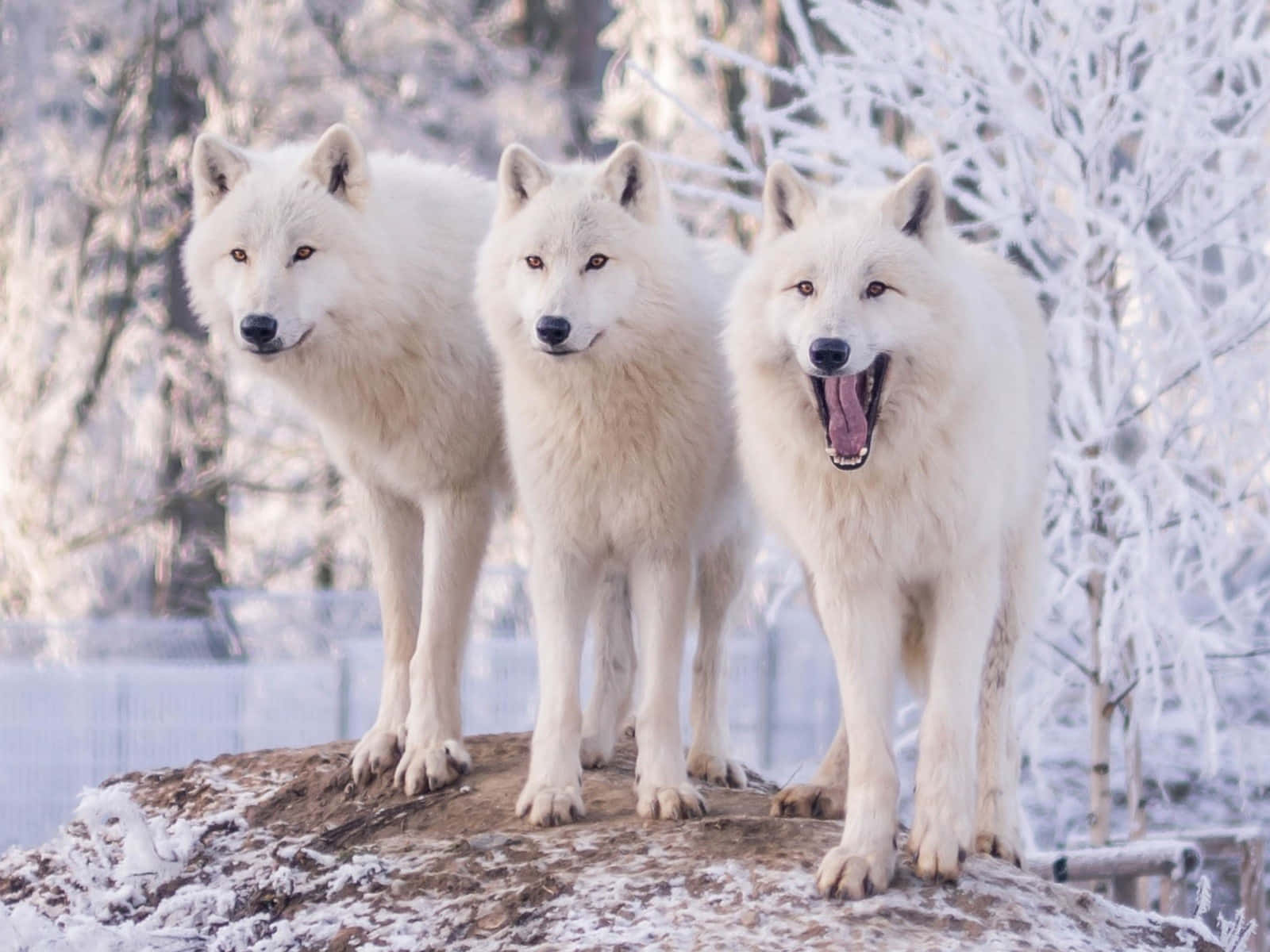 Majestic Wolf in Snowy Winter Forest Wallpaper