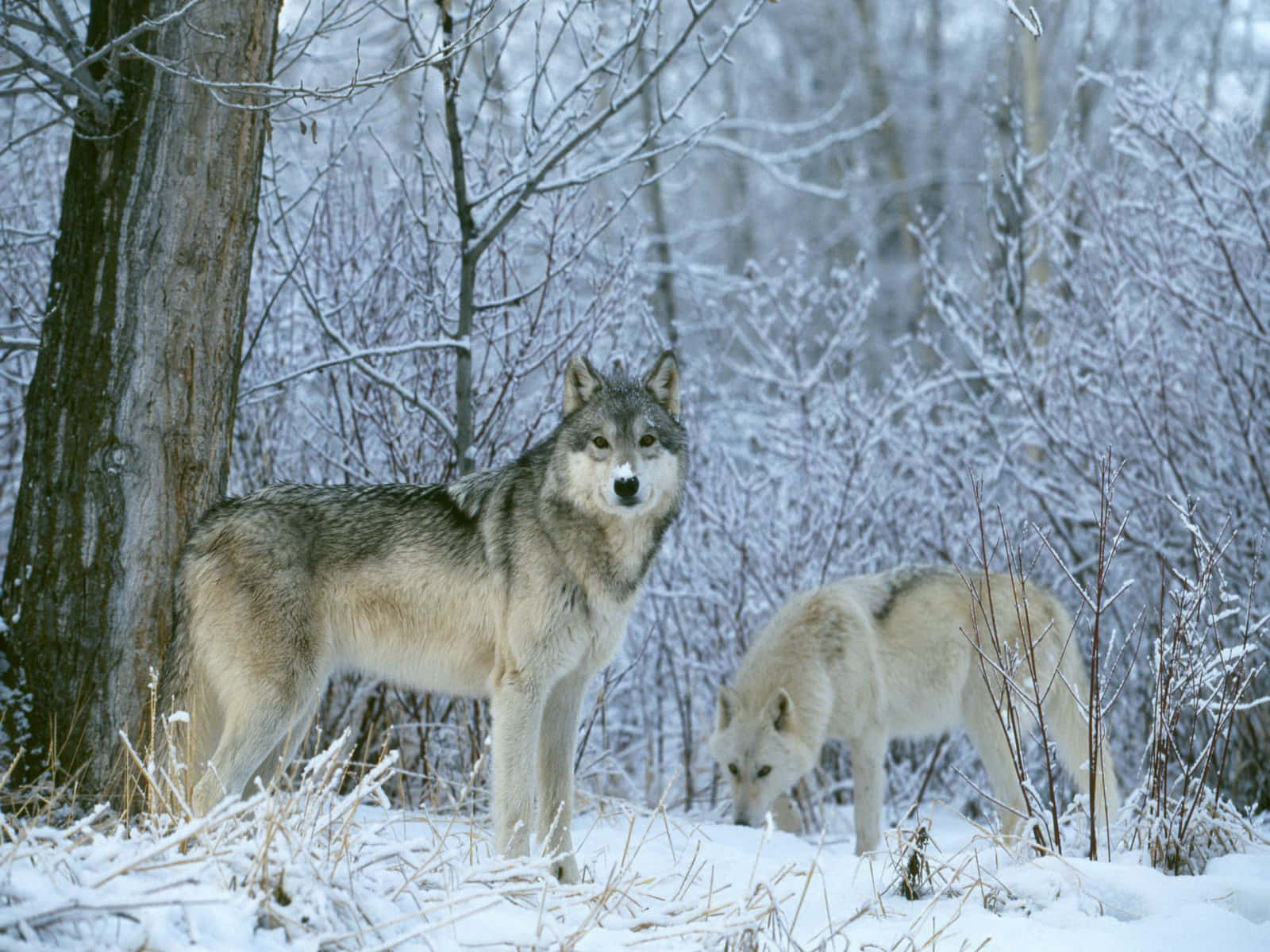Majestic Winter Wolf Wallpaper