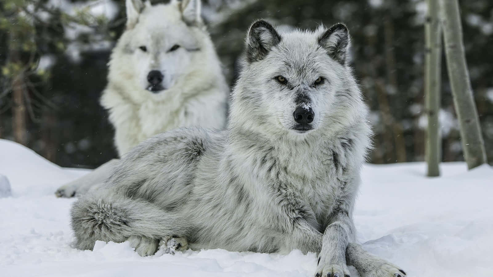 Majestic Winter Wolf Wallpaper