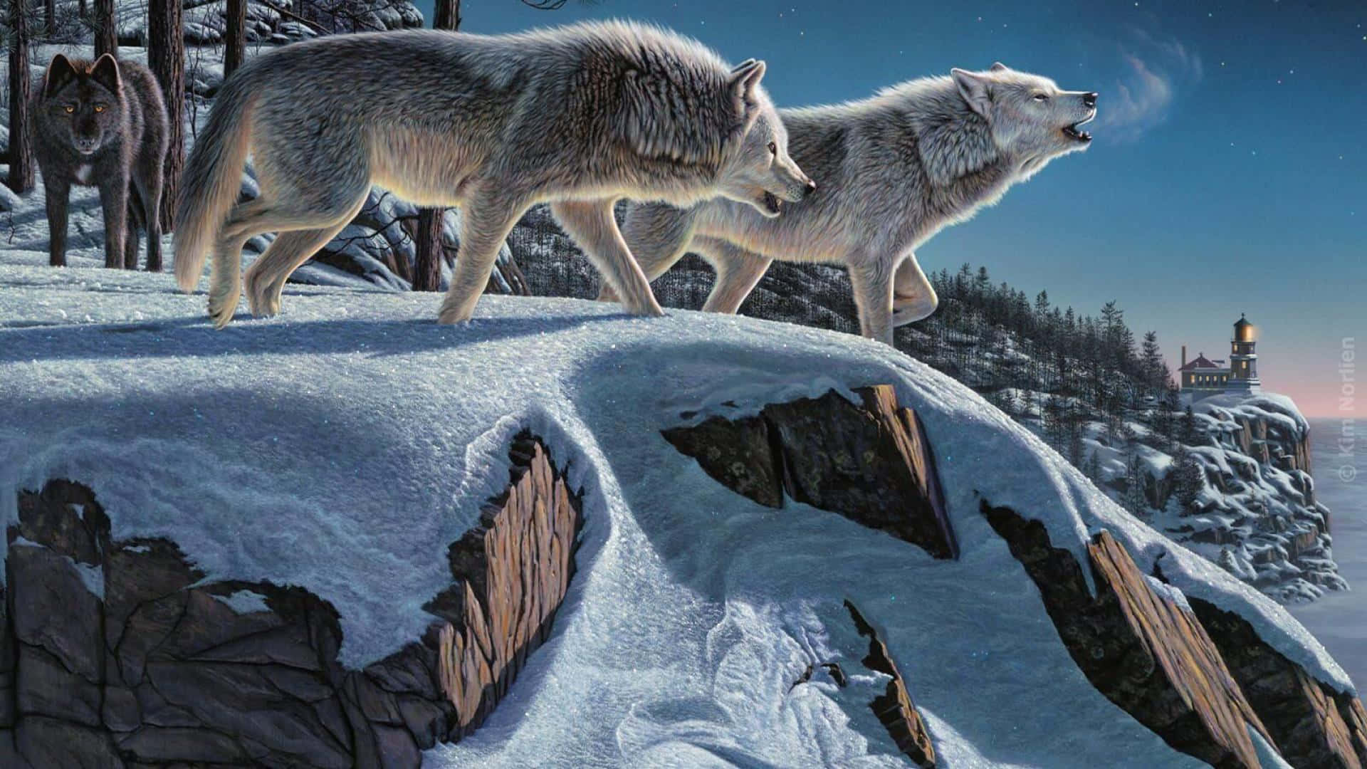 Wolf In Winter 1920 X 1080 Wallpaper Wallpaper
