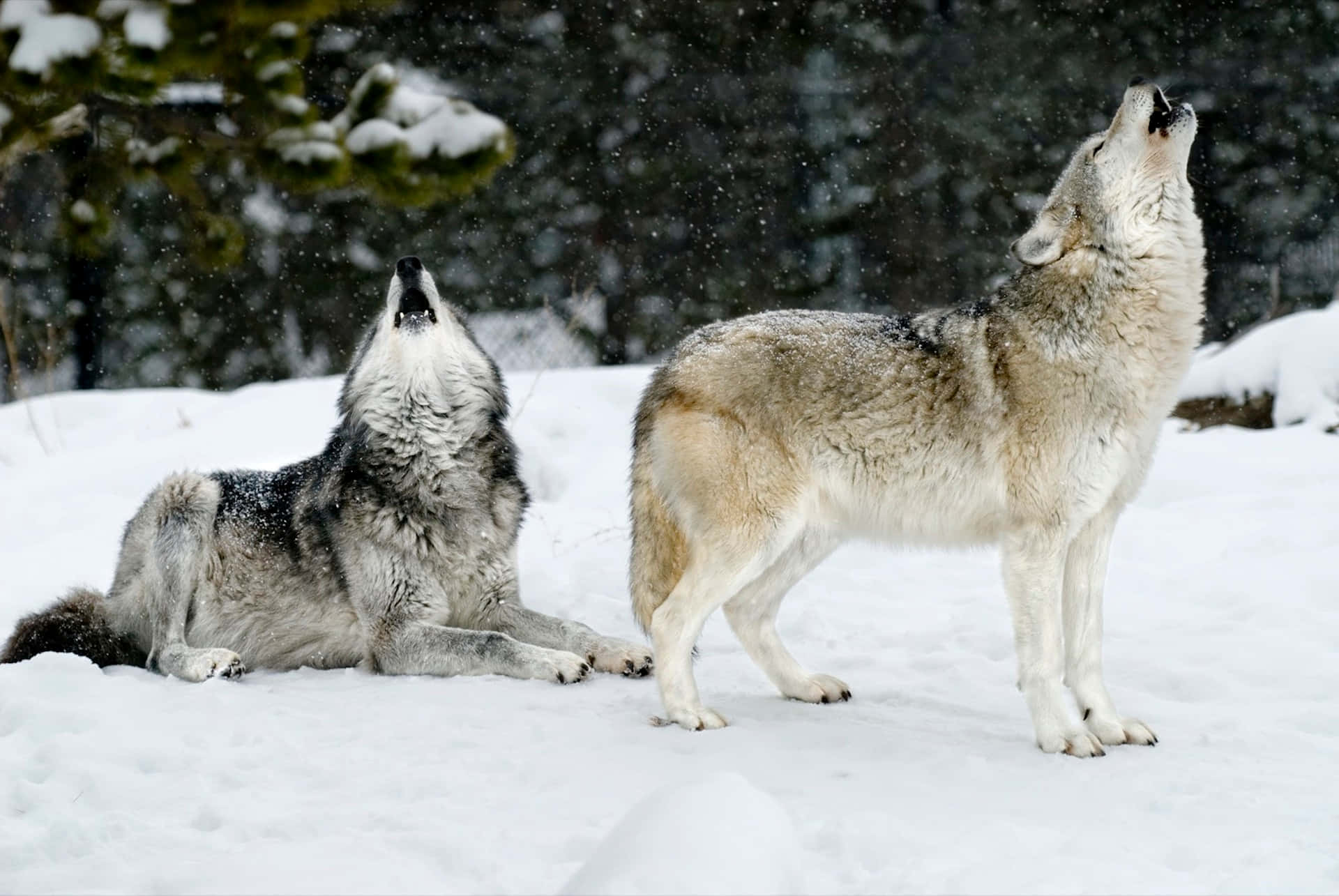 Majestic Wolf in Snowy Winter Landscape Wallpaper
