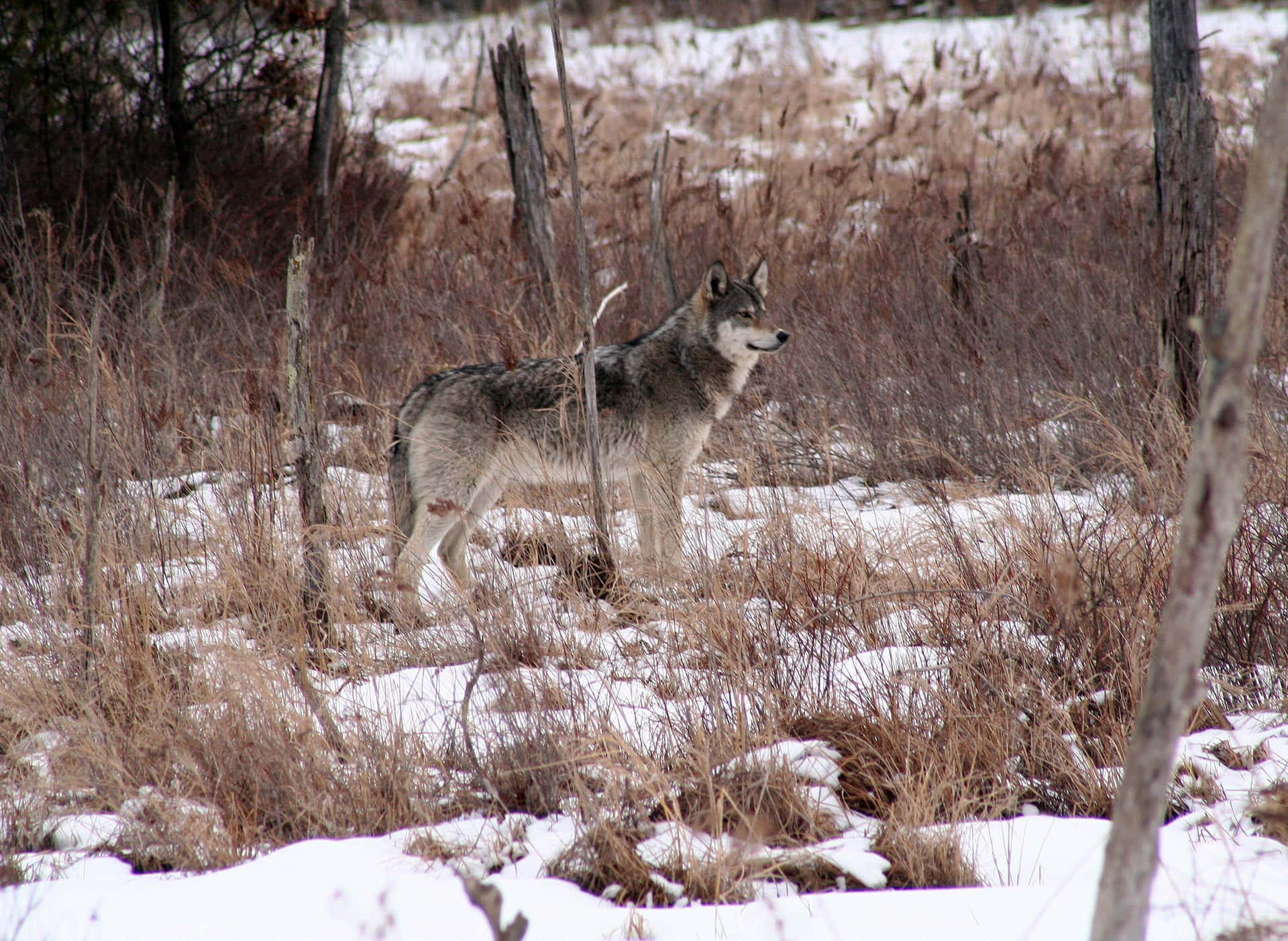 Caption: Majestic Wolf in Snowy Winter Landscape Wallpaper