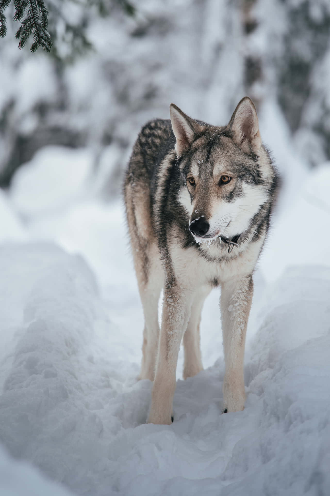Majestic Wolf in a Snowy Winter Landscape Wallpaper