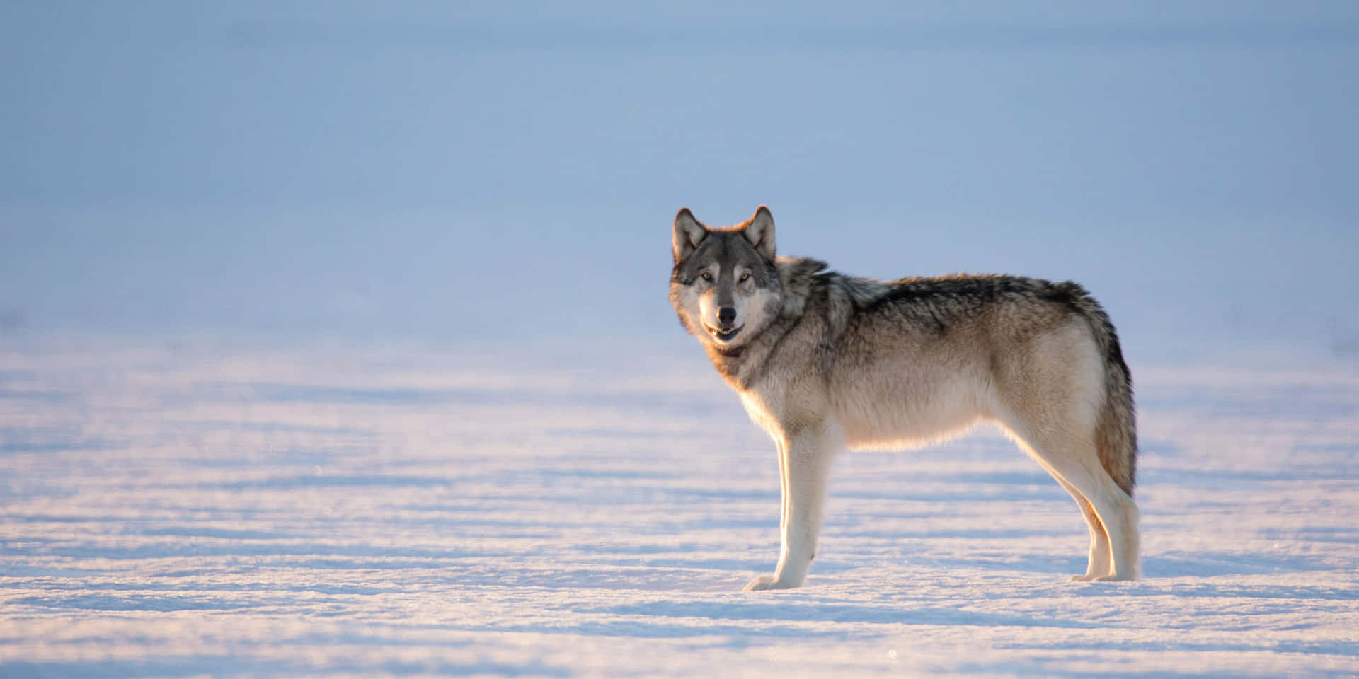 Download Majestic Winter Wolf Wallpaper | Wallpapers.com