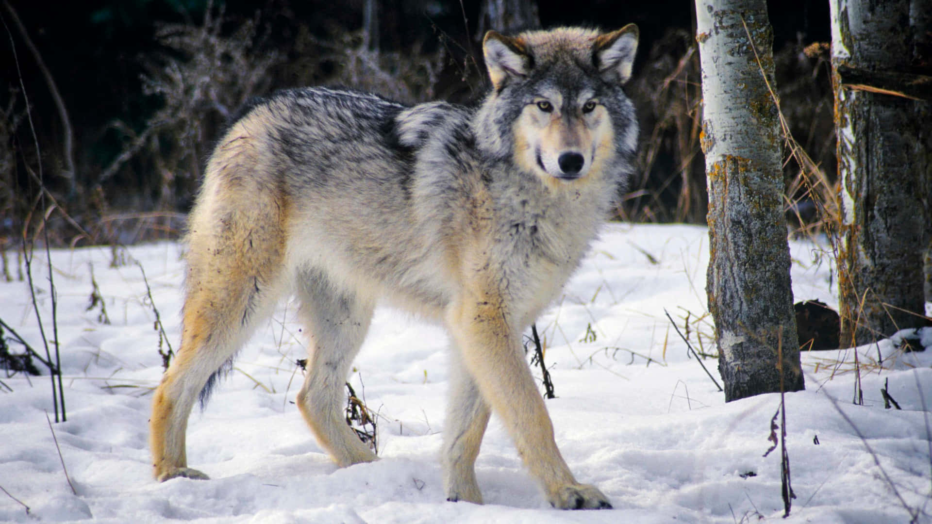 Majestic Wolf Prowling in Snowy Forest Wallpaper