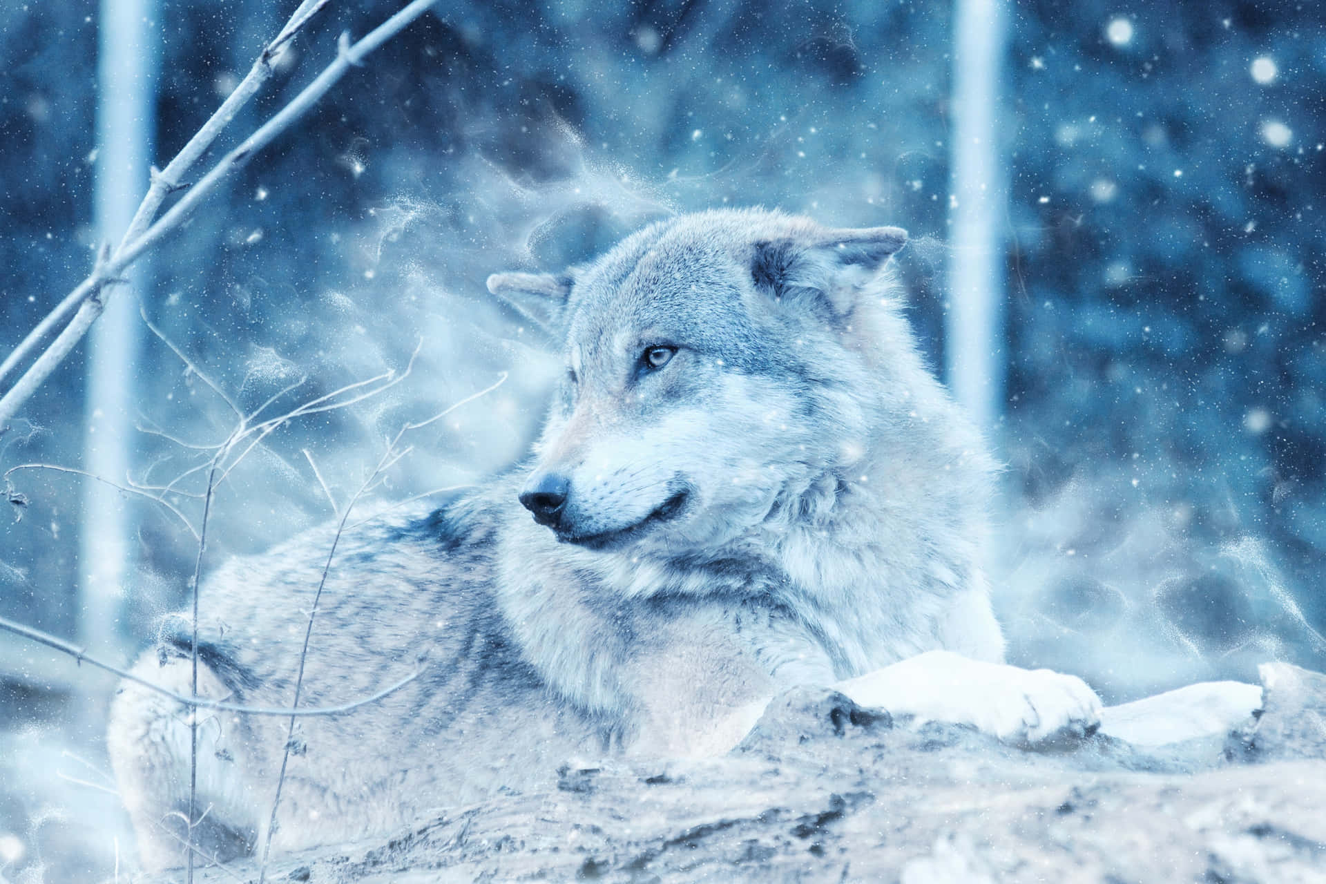 Majestic Winter Wolf amidst Snowfall Wallpaper