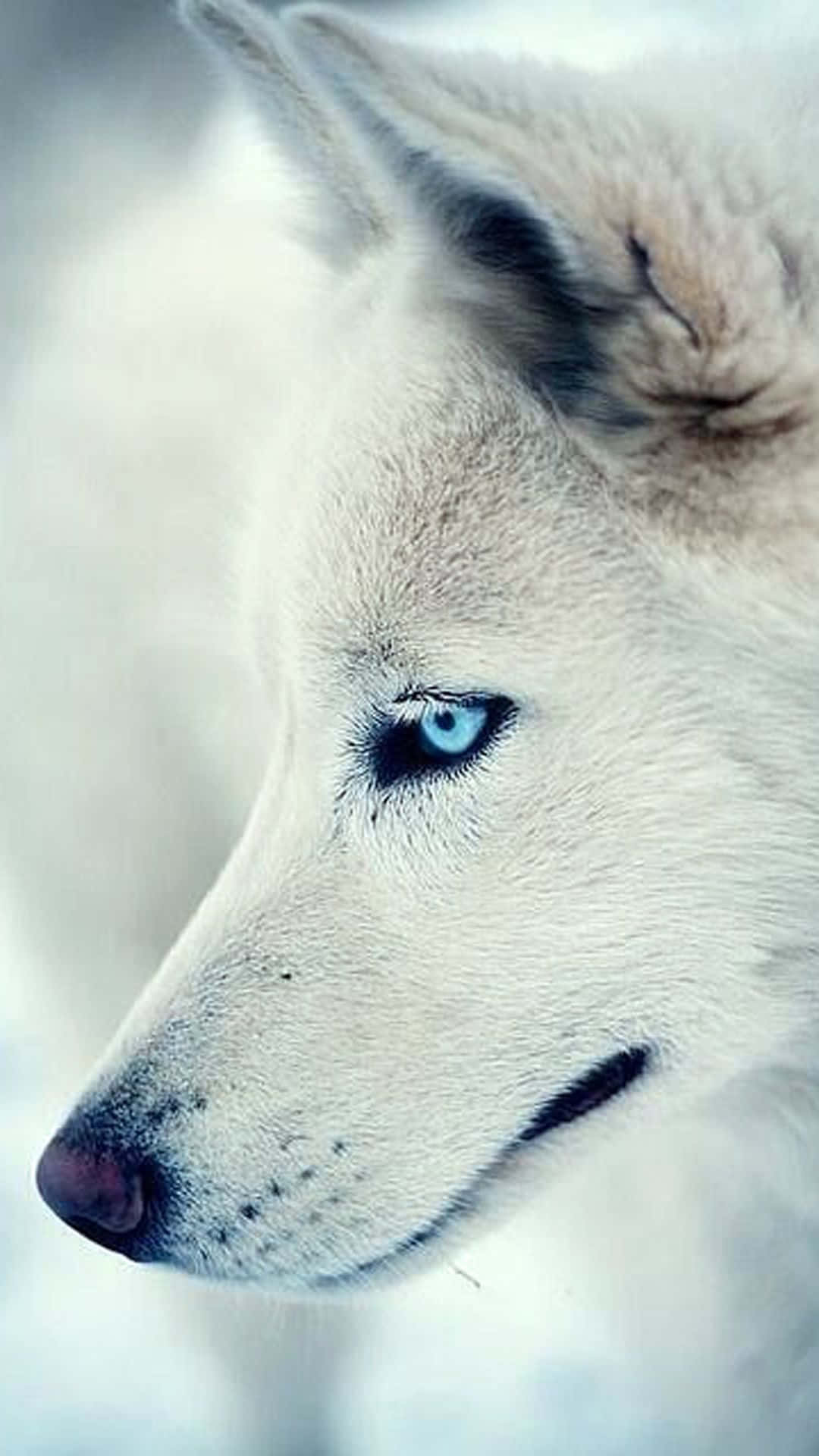 En mager ulv stirrer ud i det fjerne. Wallpaper