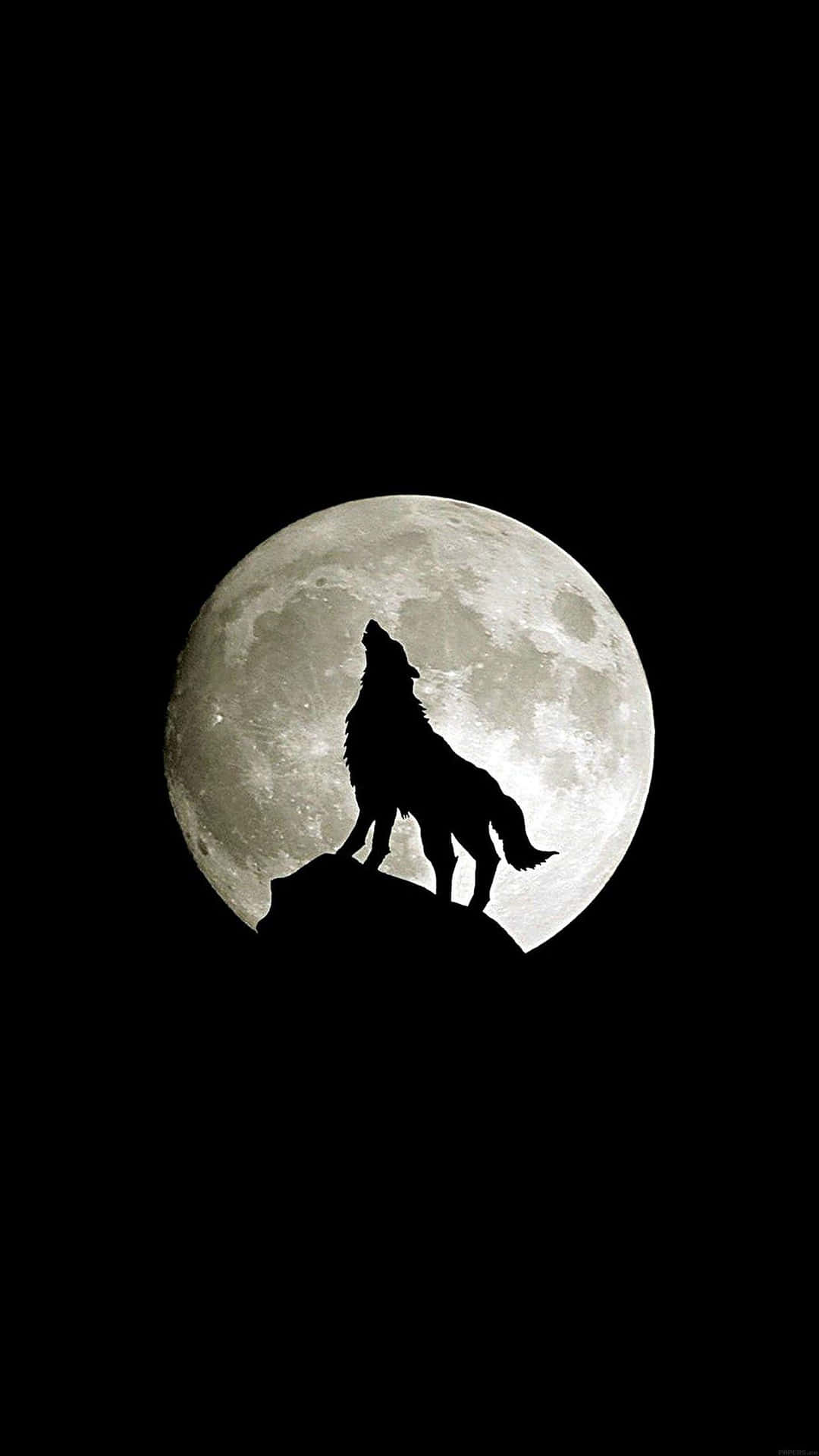 Surf Through The Wilderness With Wolf Iphone Wallpaper