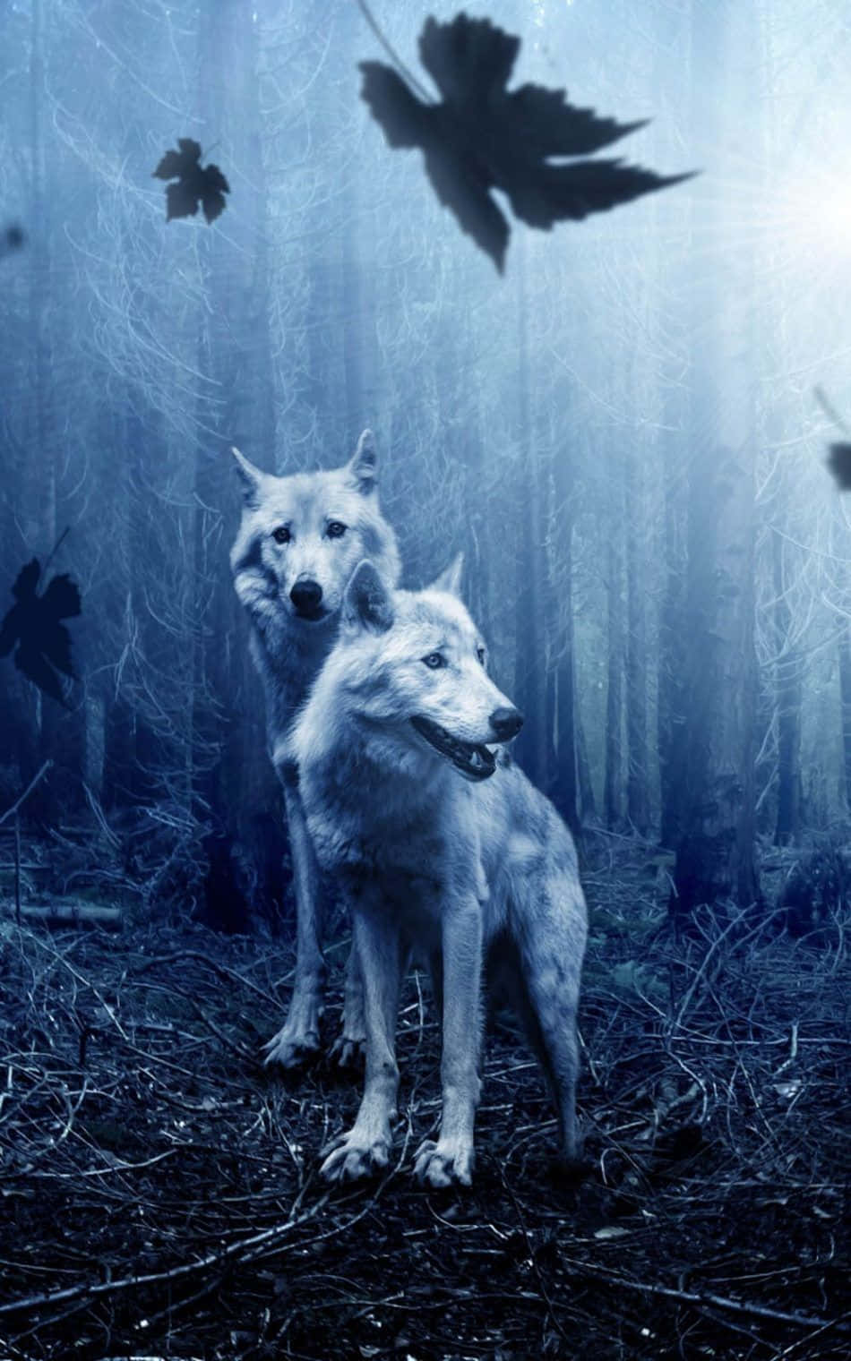 To ulve i skoven med blade omkring dem Wallpaper