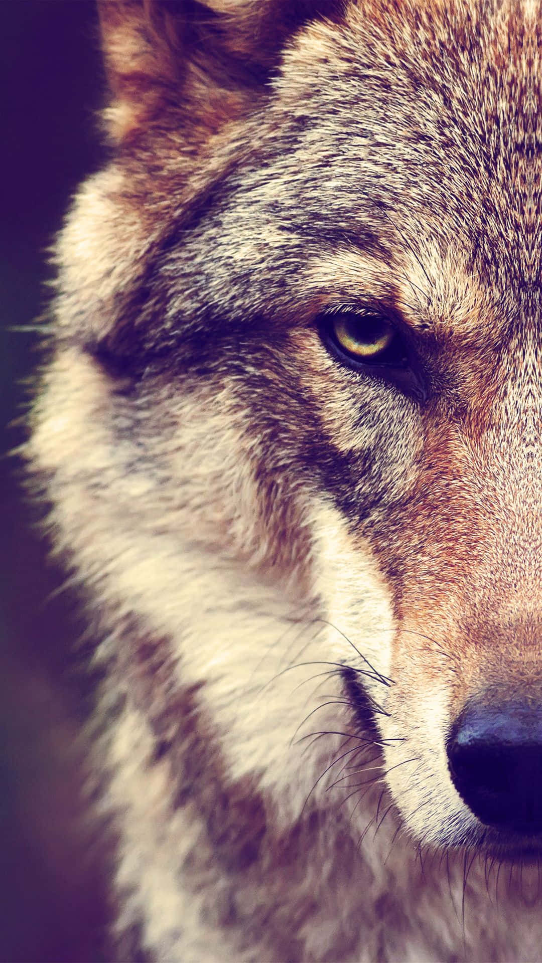 "Howl at the moon looking fierce with this edgy wolf iPhone wallpaper" Wallpaper