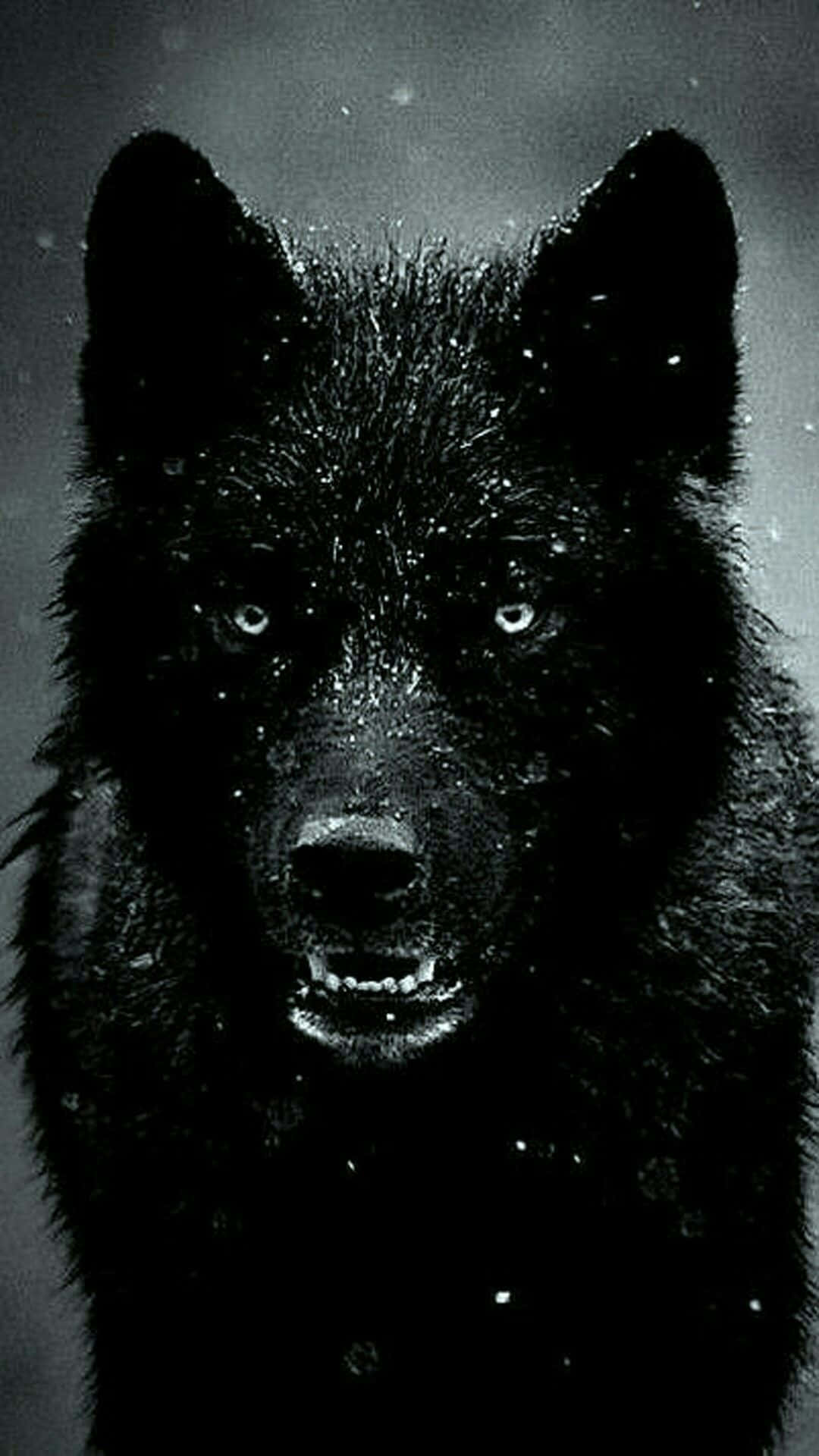 Gø så det ulver måne med ulv Iphone Wallpaper
