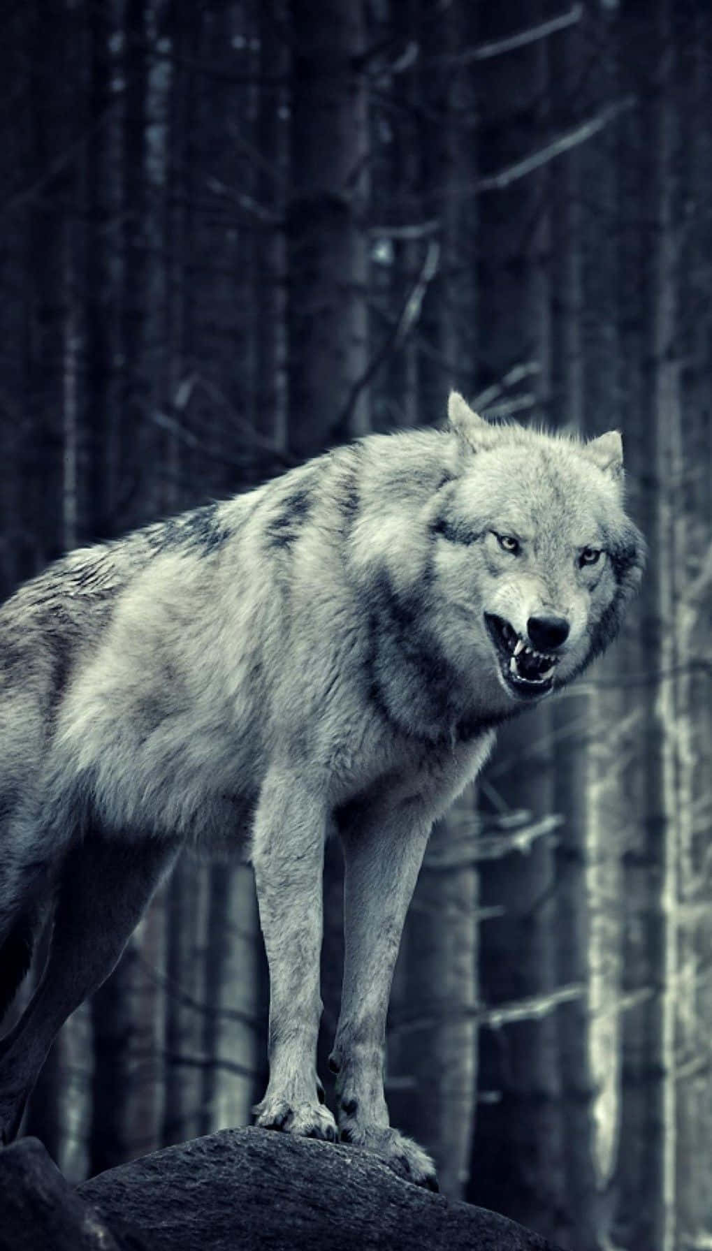Einwolf Steht Im Wald. Wallpaper