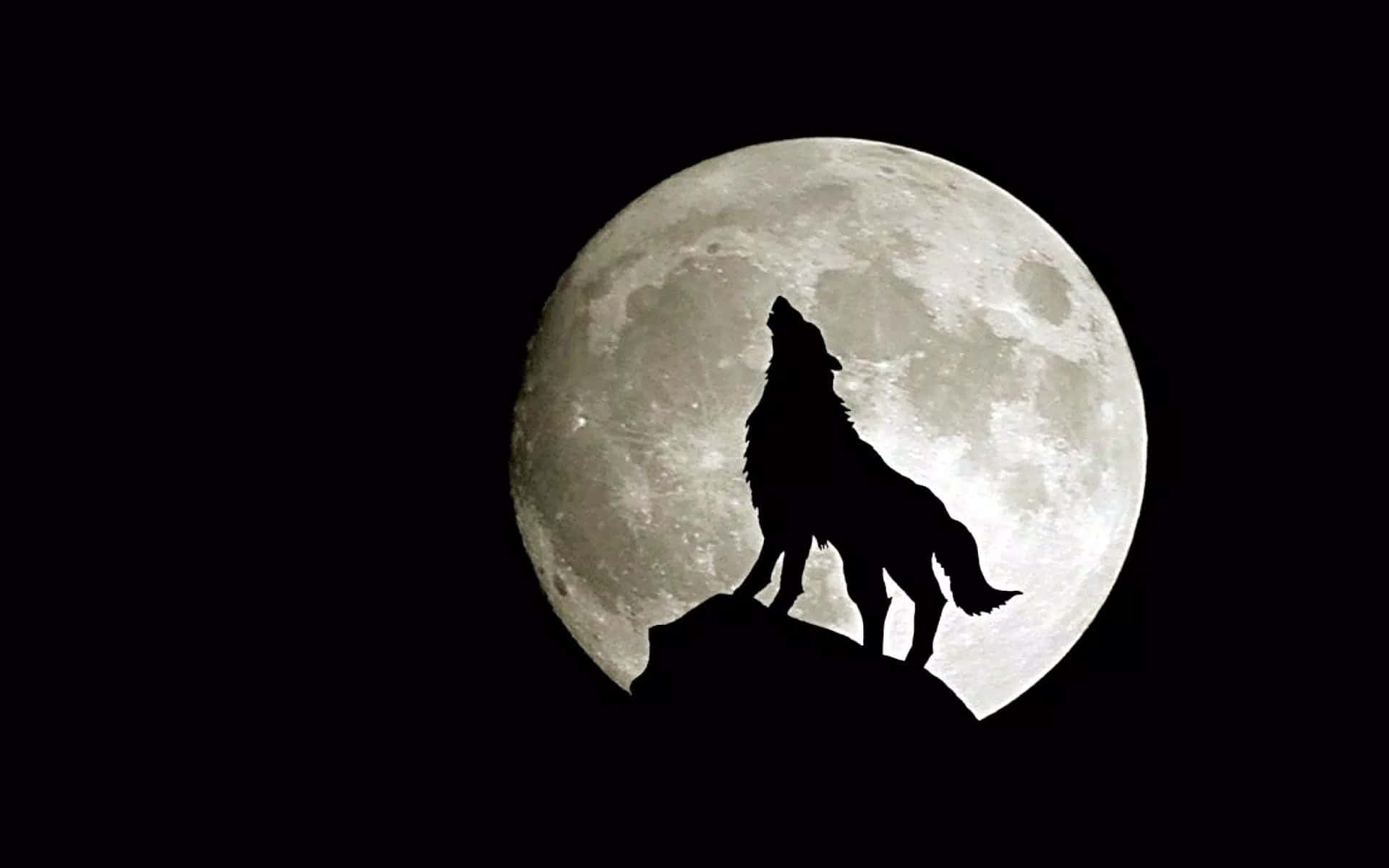A beautiful wolf standing in front of a stunning full moon. Wallpaper