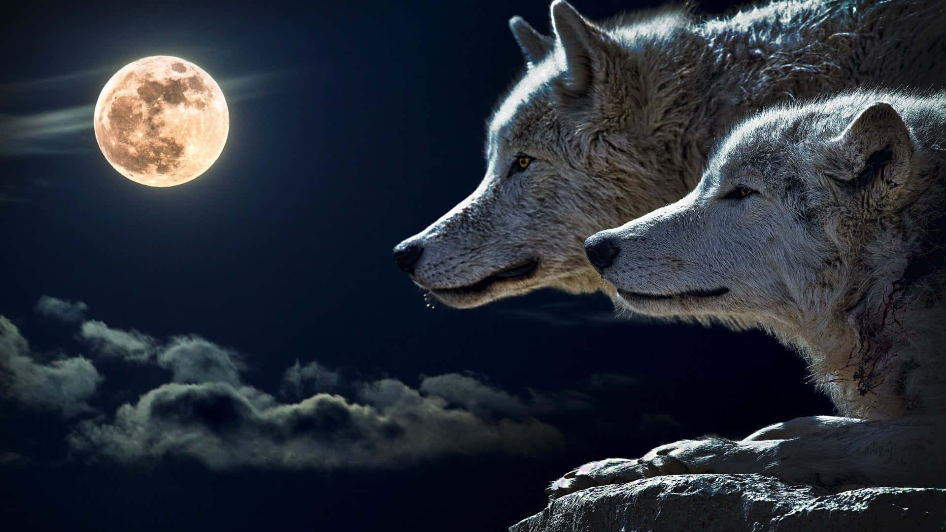 En ulv, aftegnet mod månelyset, ude på jagt efter sit bytte. Wallpaper